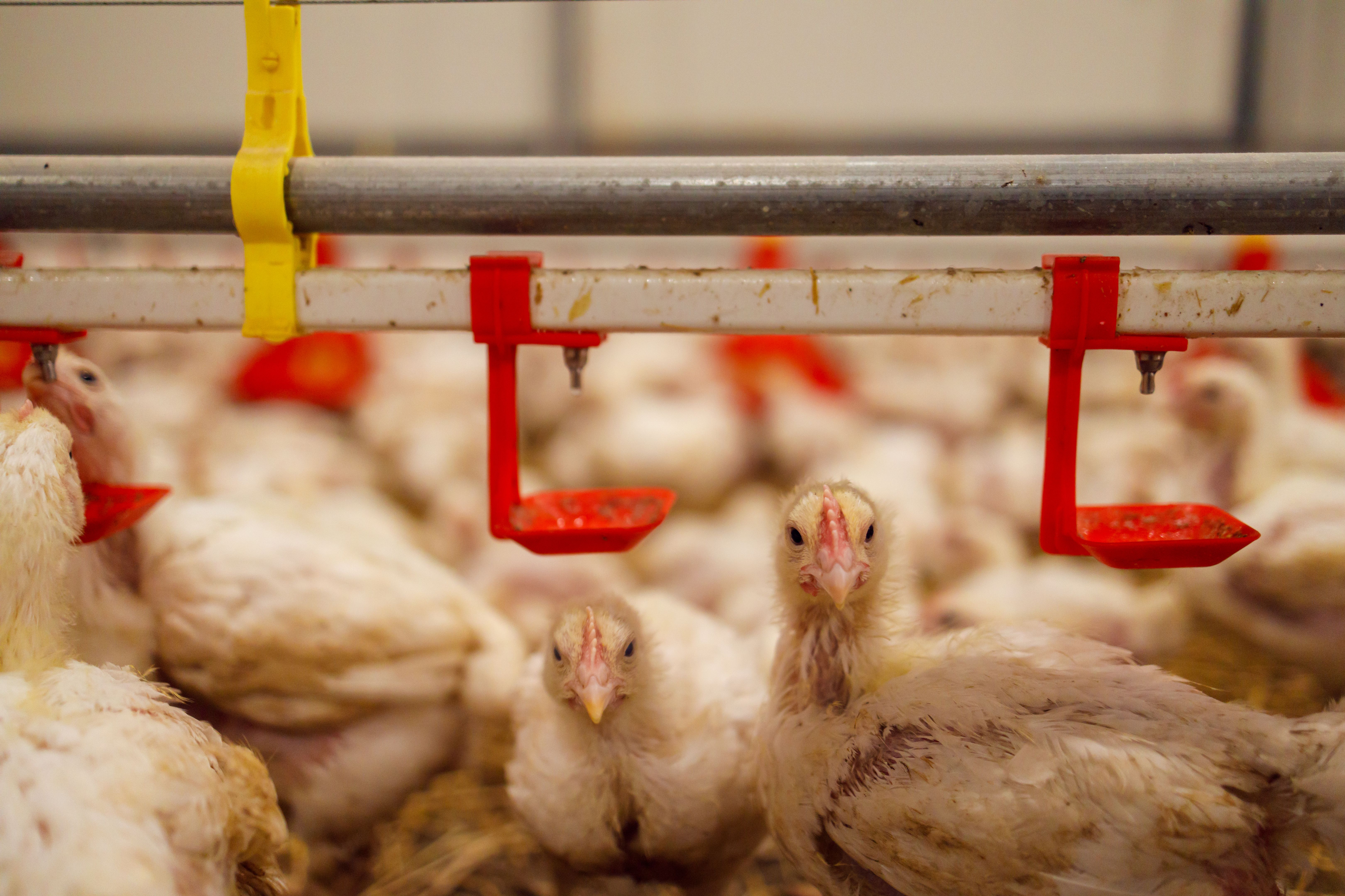 biosecurity agriculture