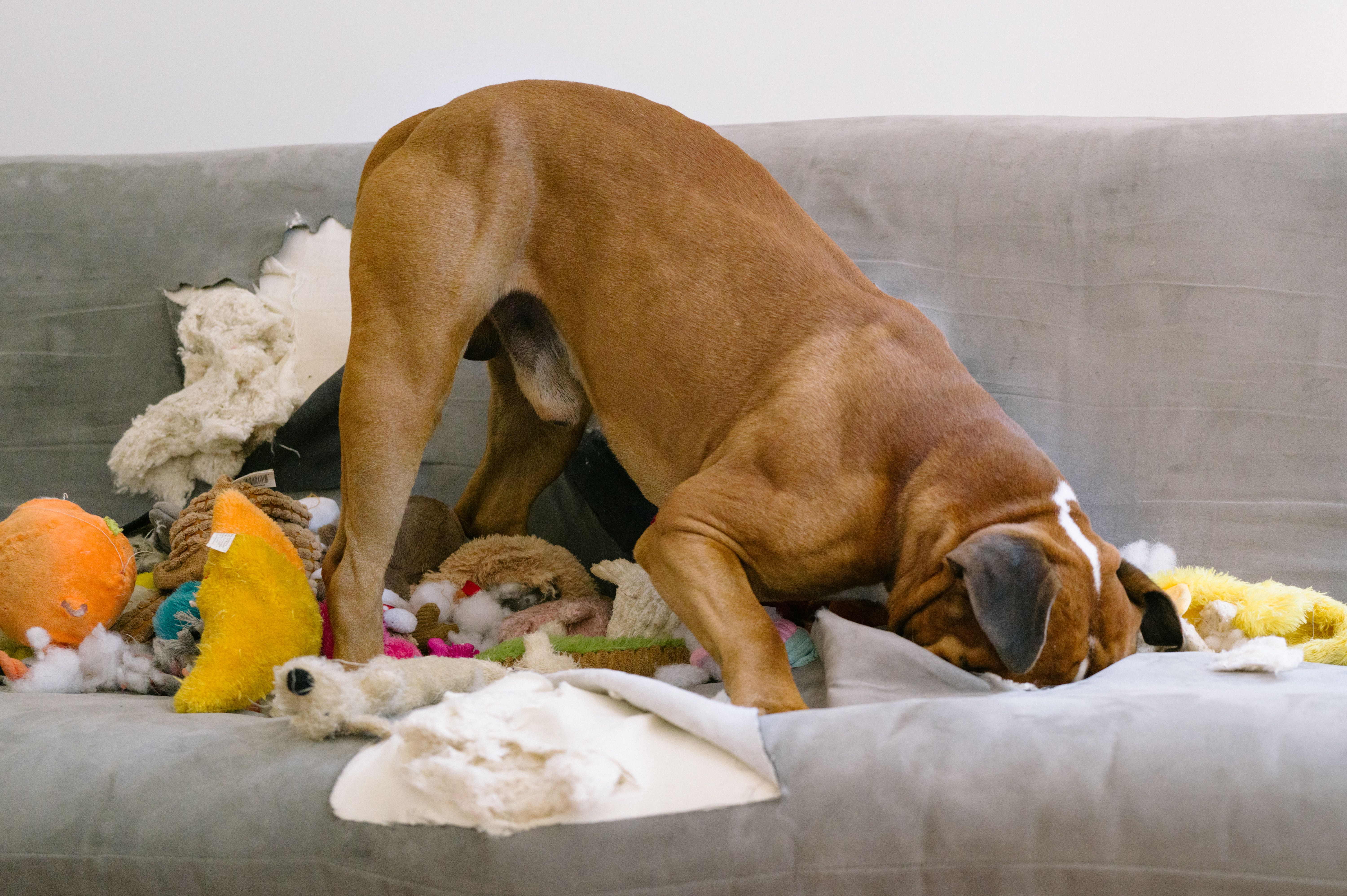 Boxer dog destroying a sofa