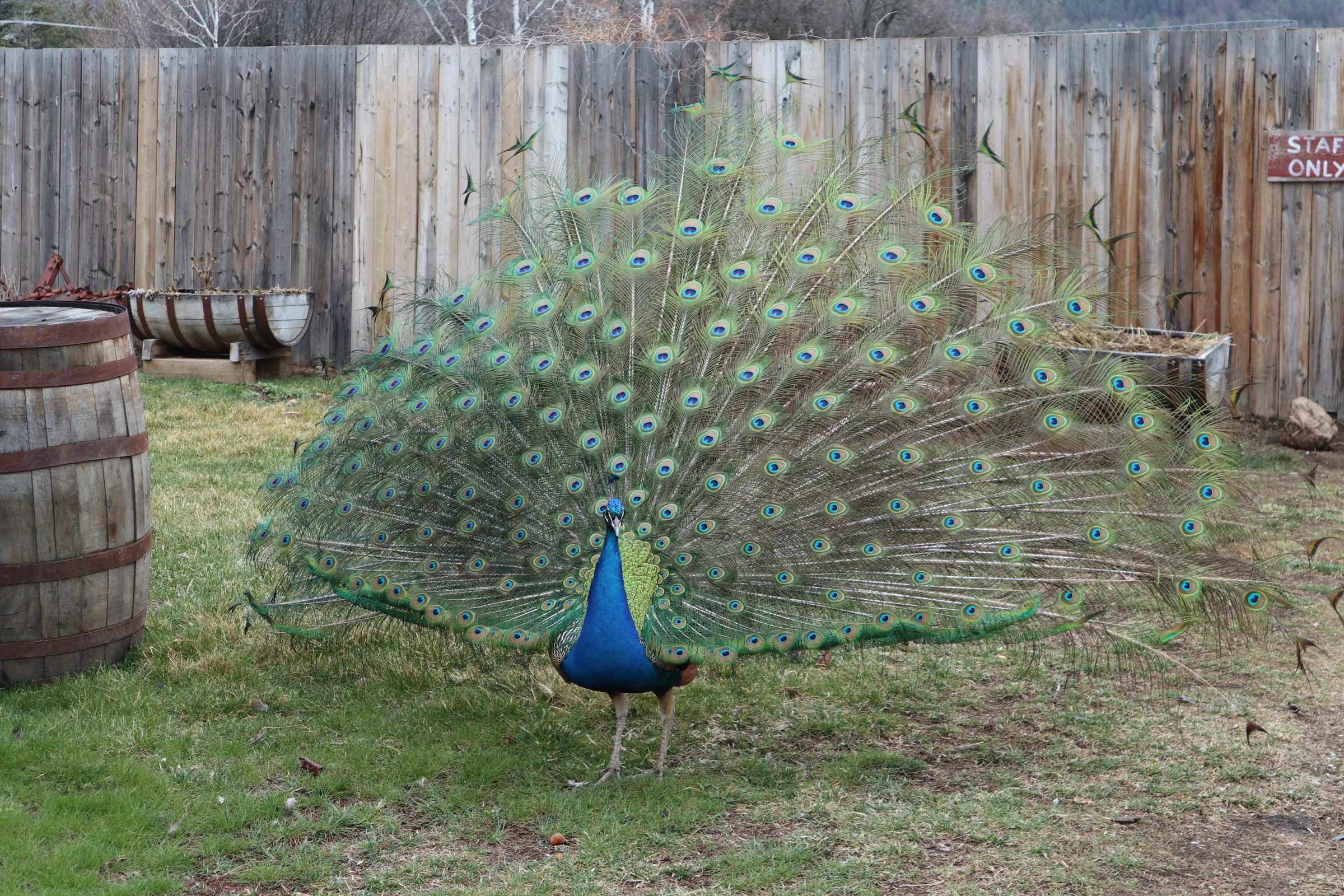 peacock