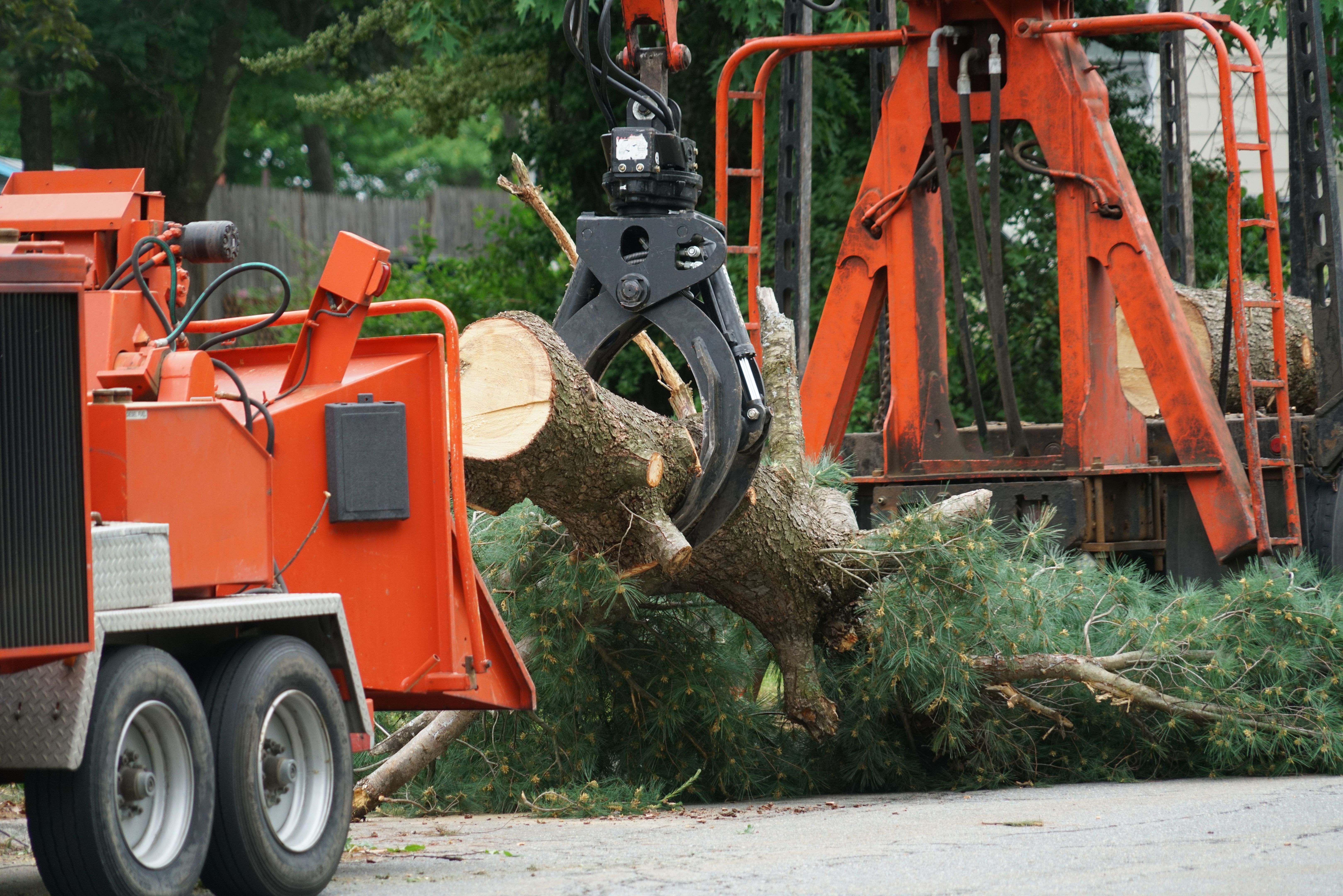 tree service