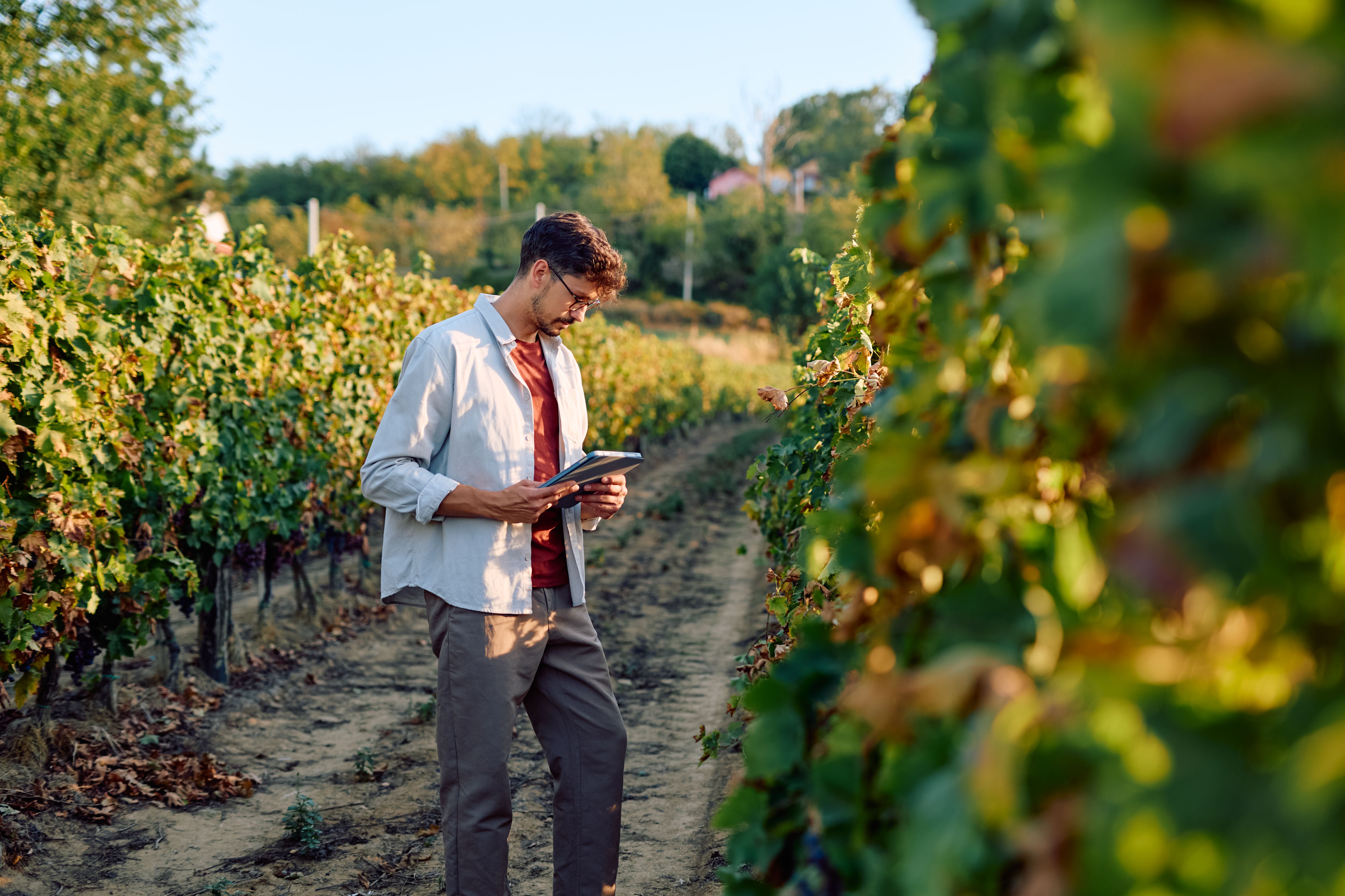 sustainable vineyard