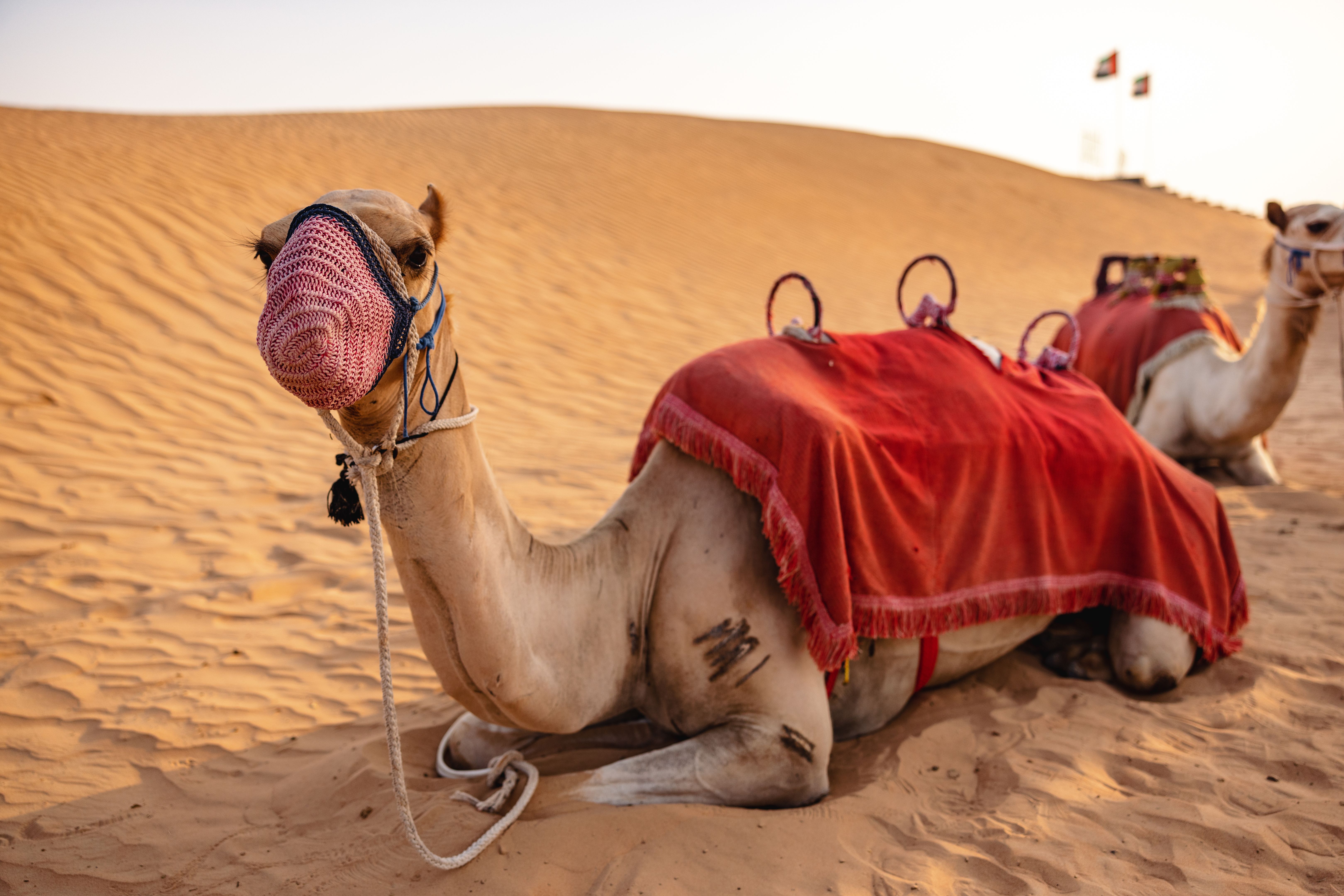 Two Dromedary Camels Sitting On The Desert In Dubai