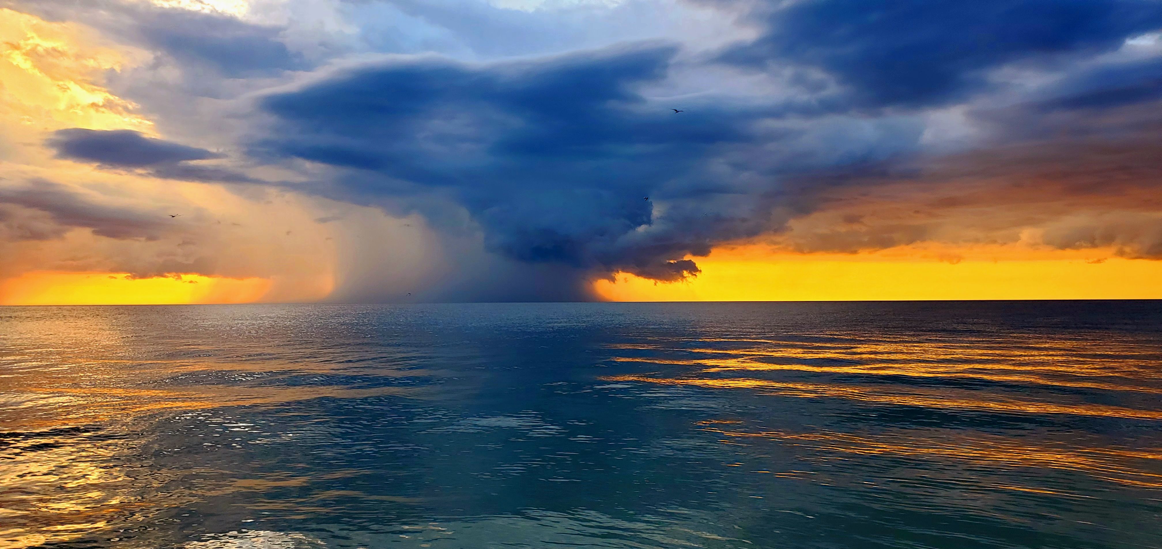 tampa bay marine life