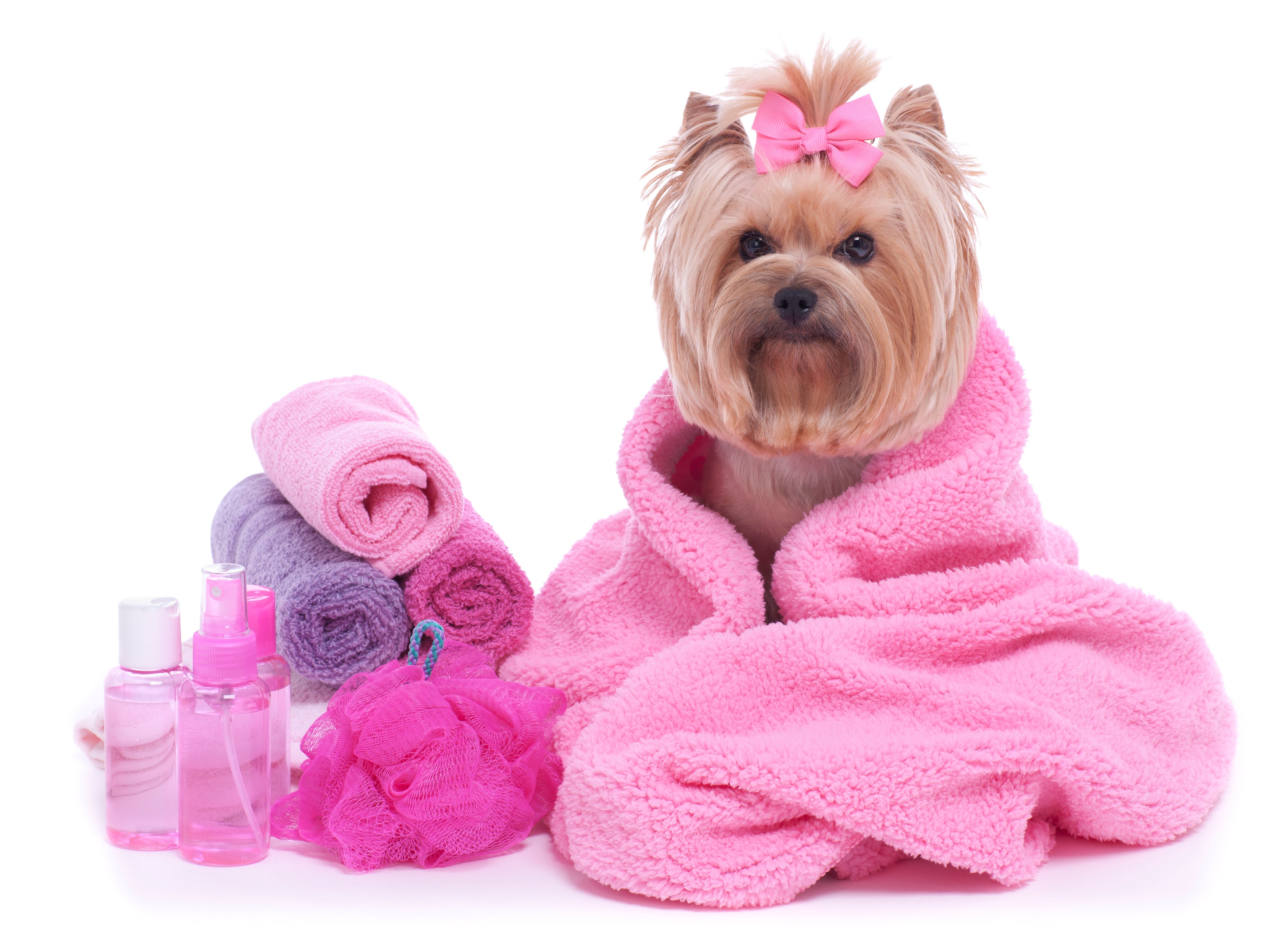 yorkie dog care