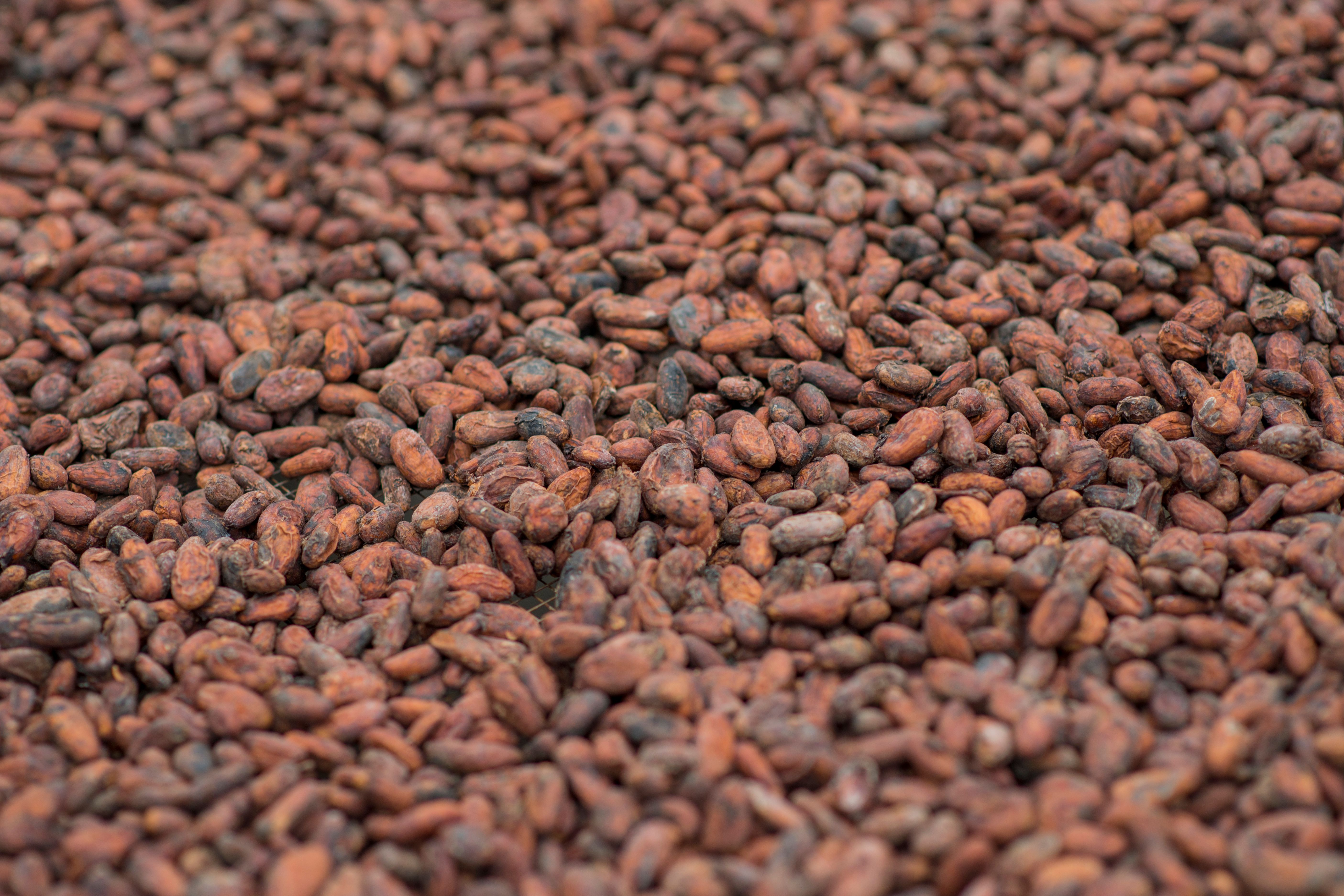 One Step in Making Chocolate One Step in Making Chocolate