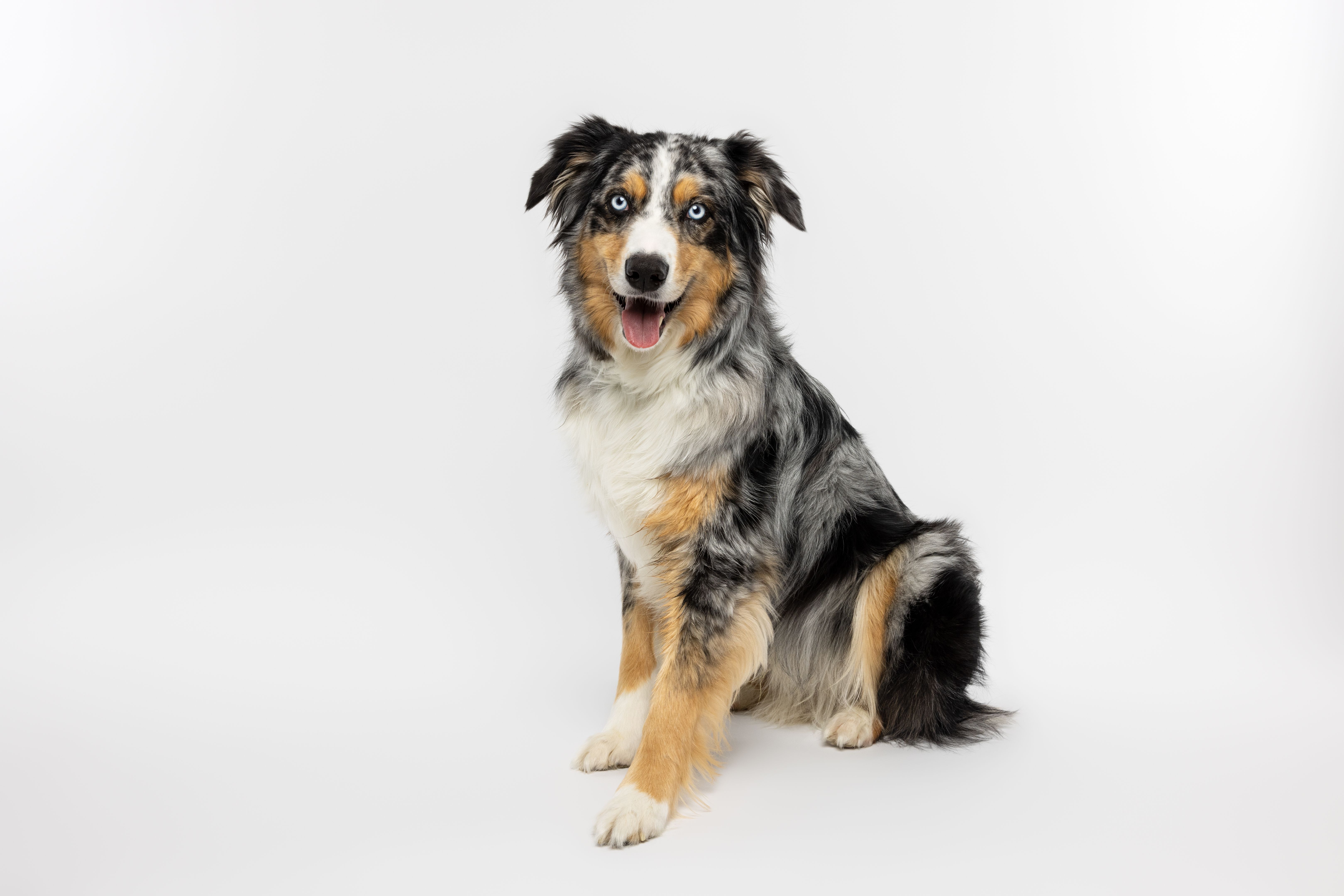 australian shepherd puppy