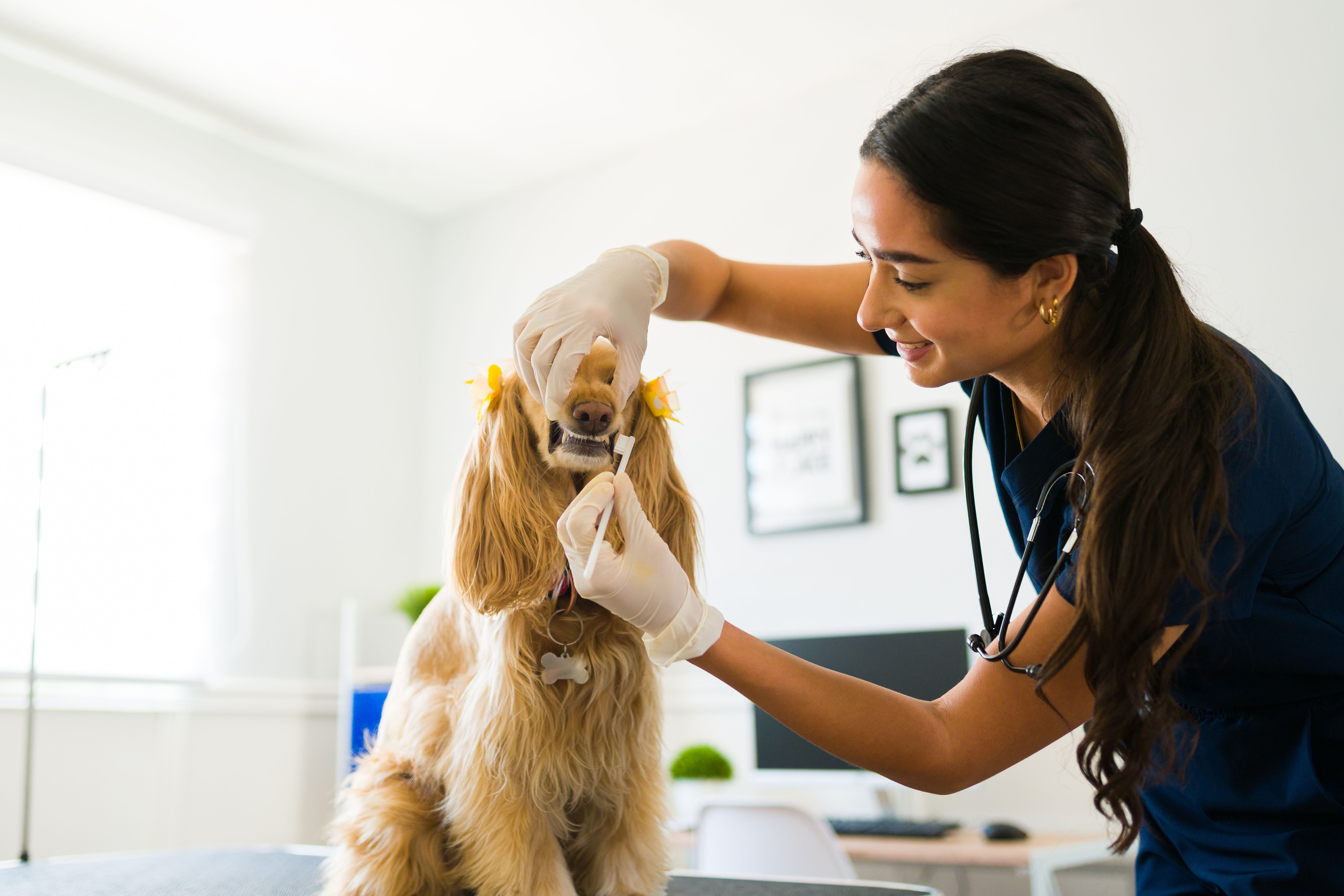 pet dental care