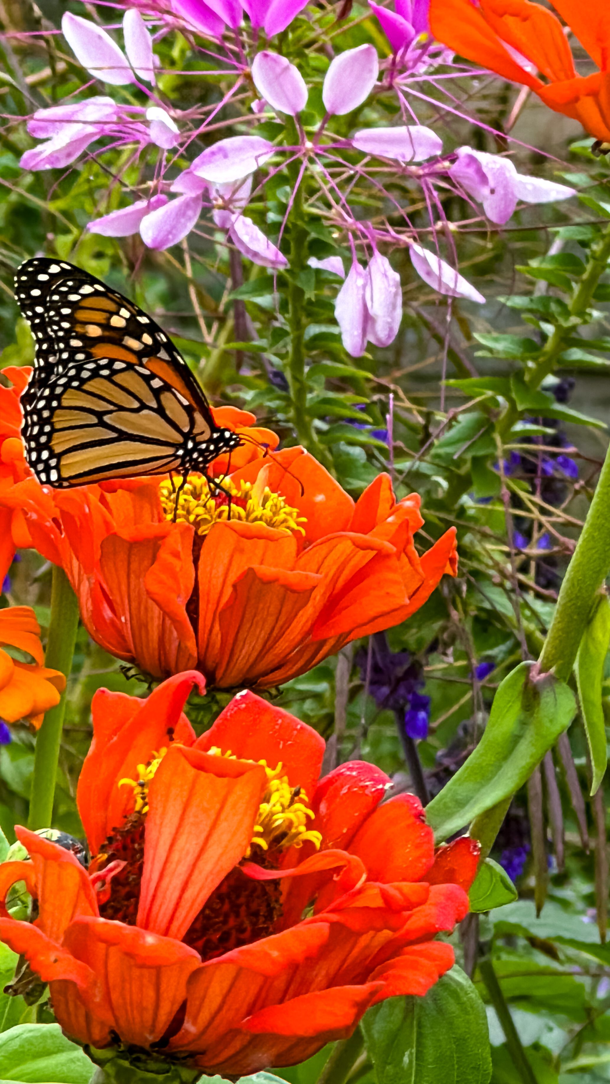 royal botanic garden sydney