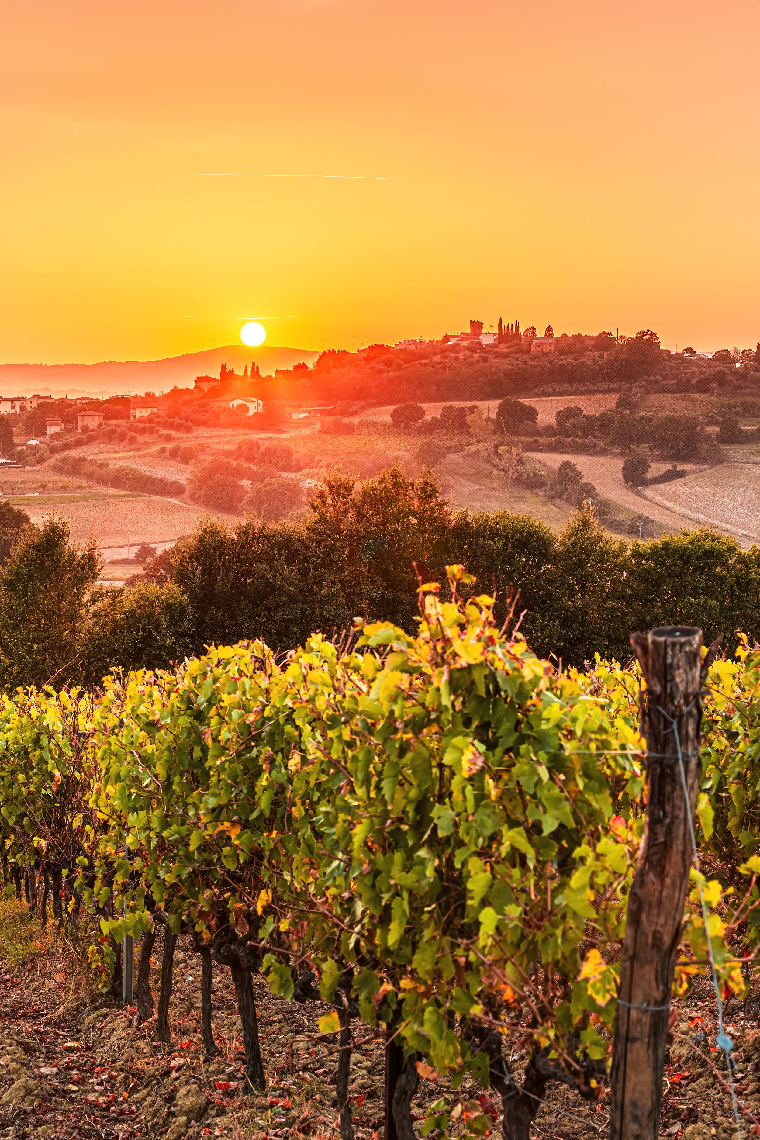montepulciano vineyard
