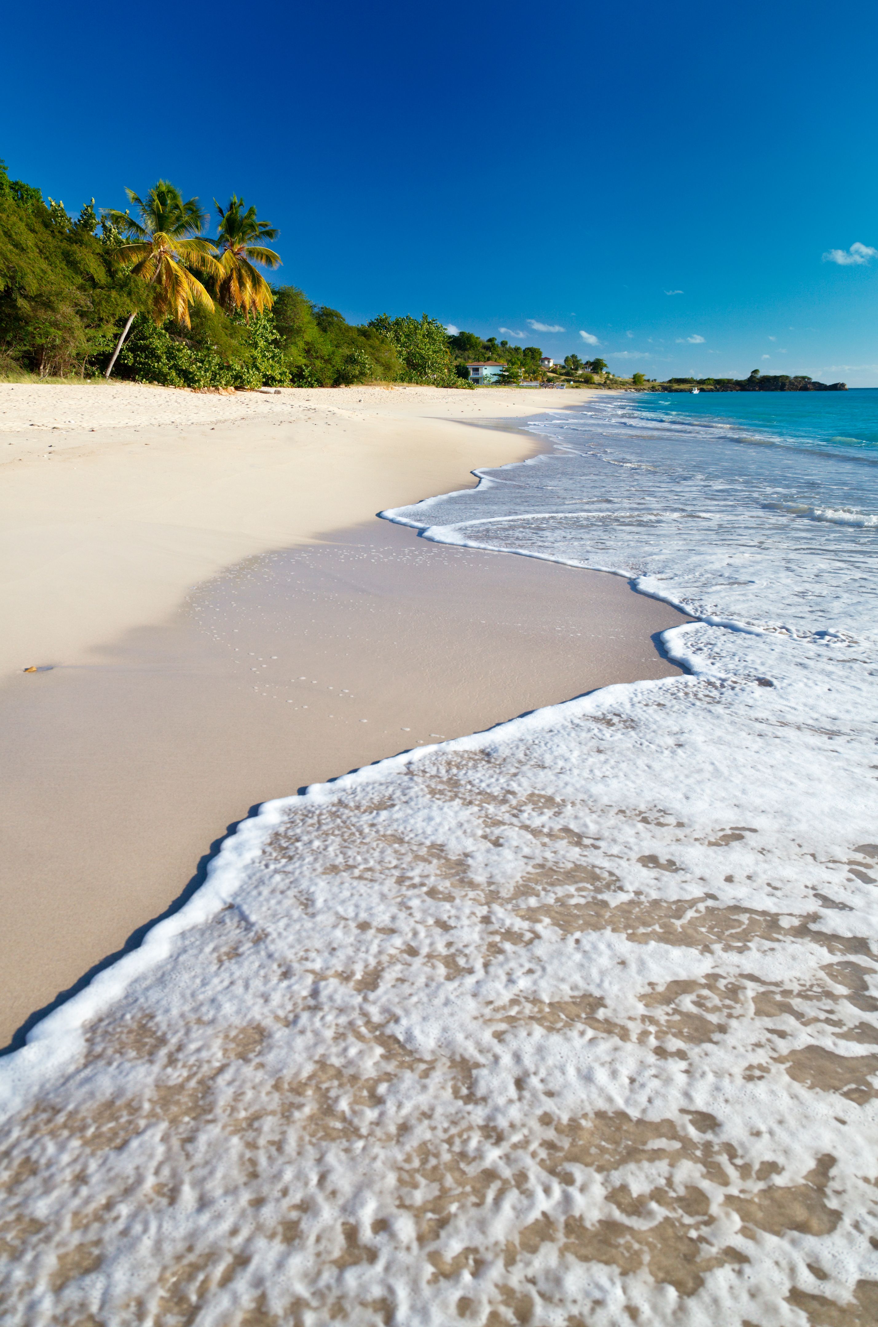 antigua beach turtles