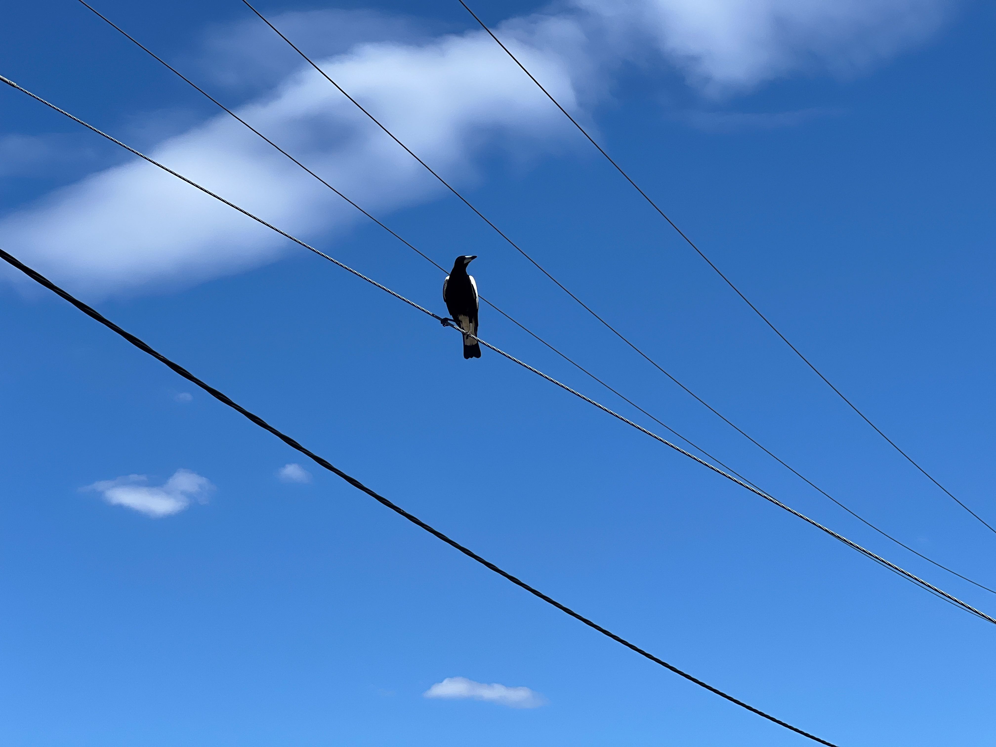 bird near power lines
