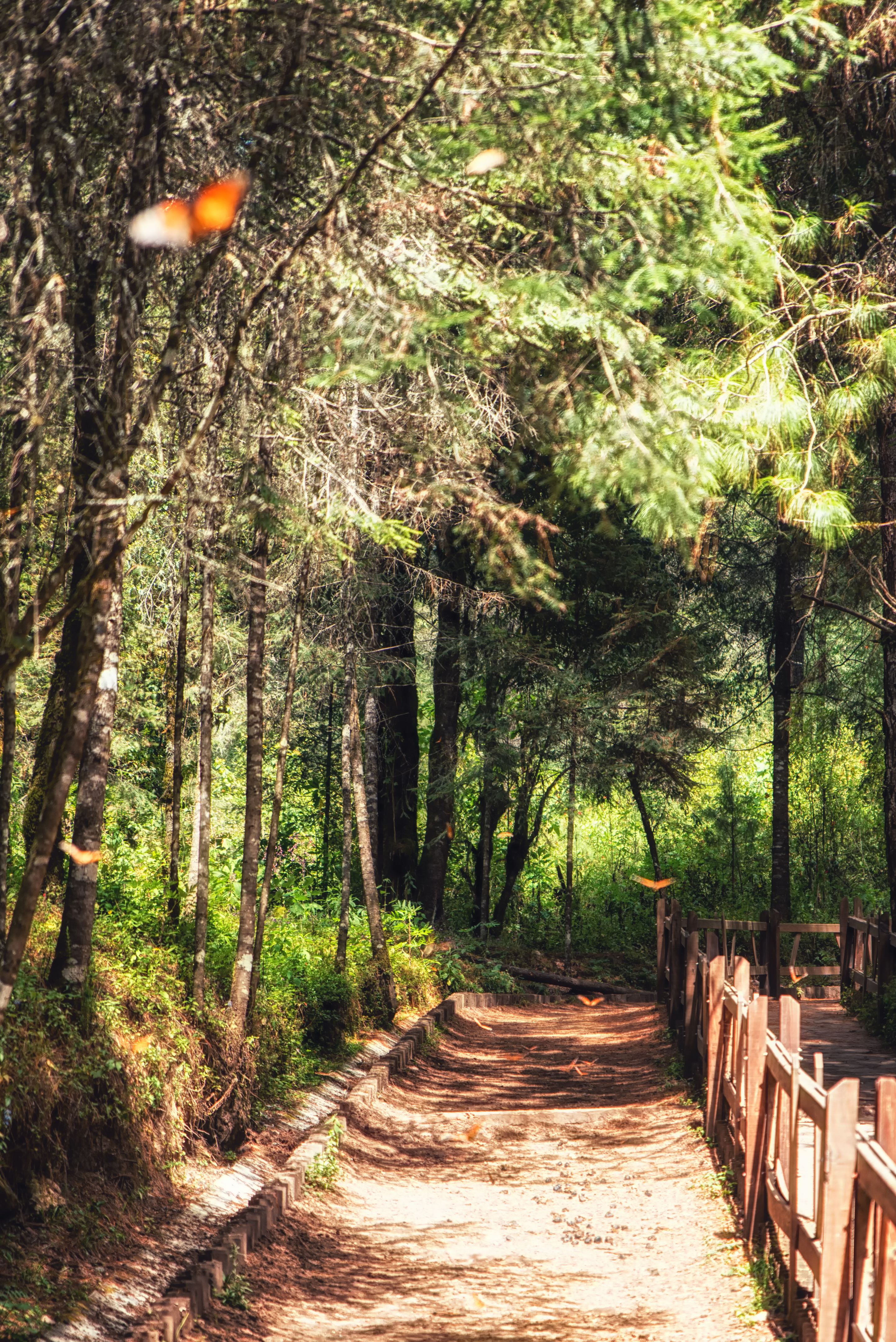 sendero bosque caminata