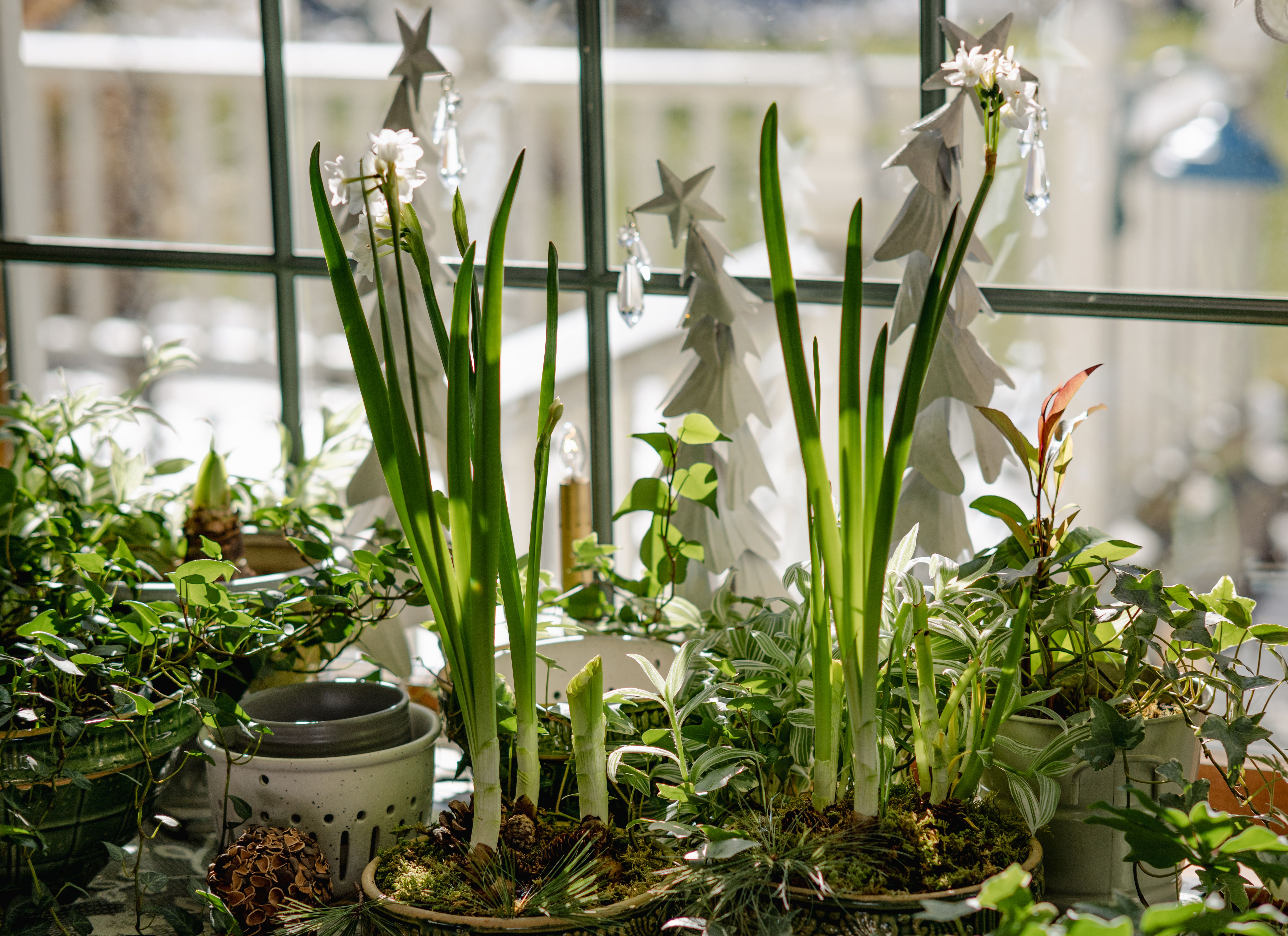 House plants