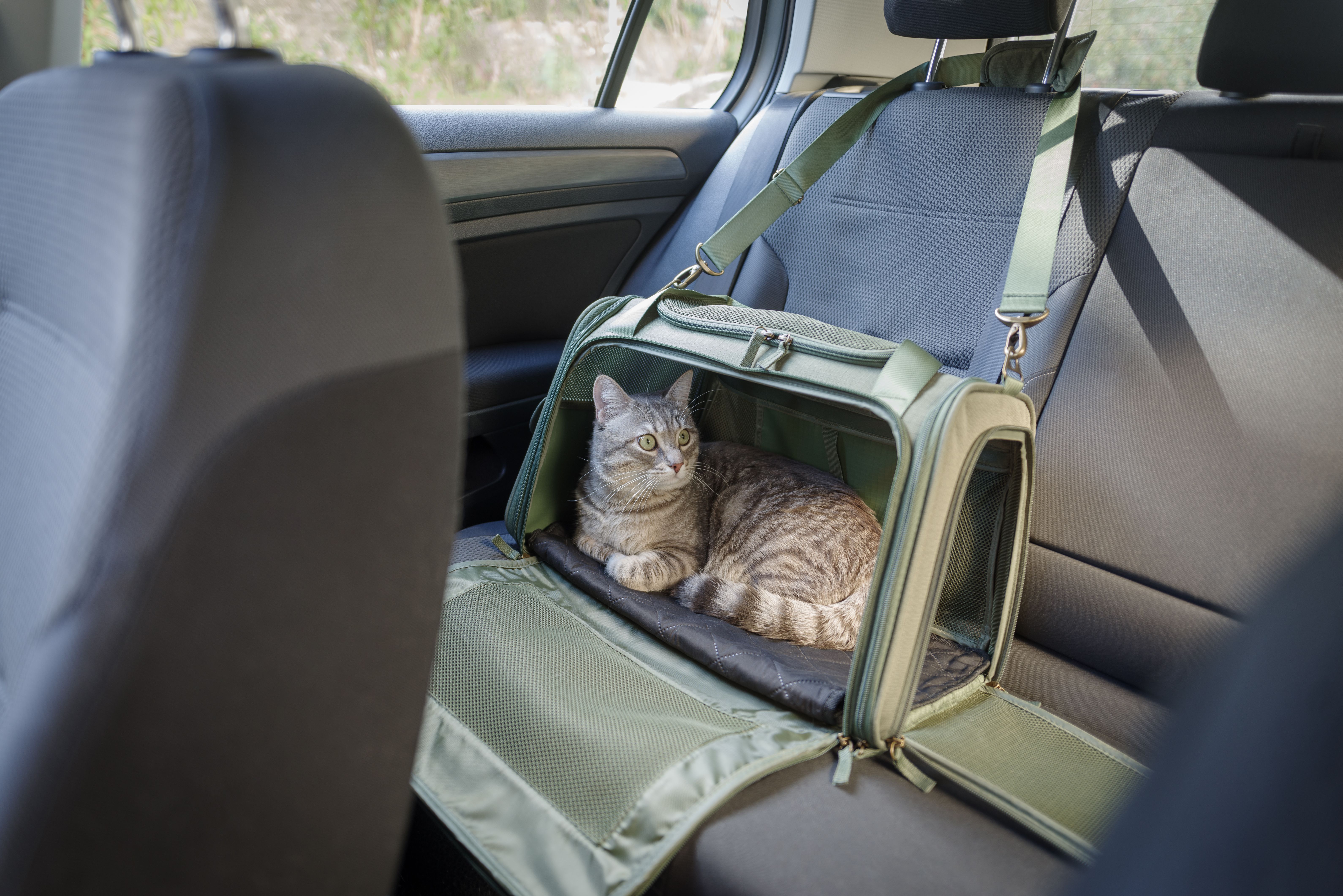 pet car travel