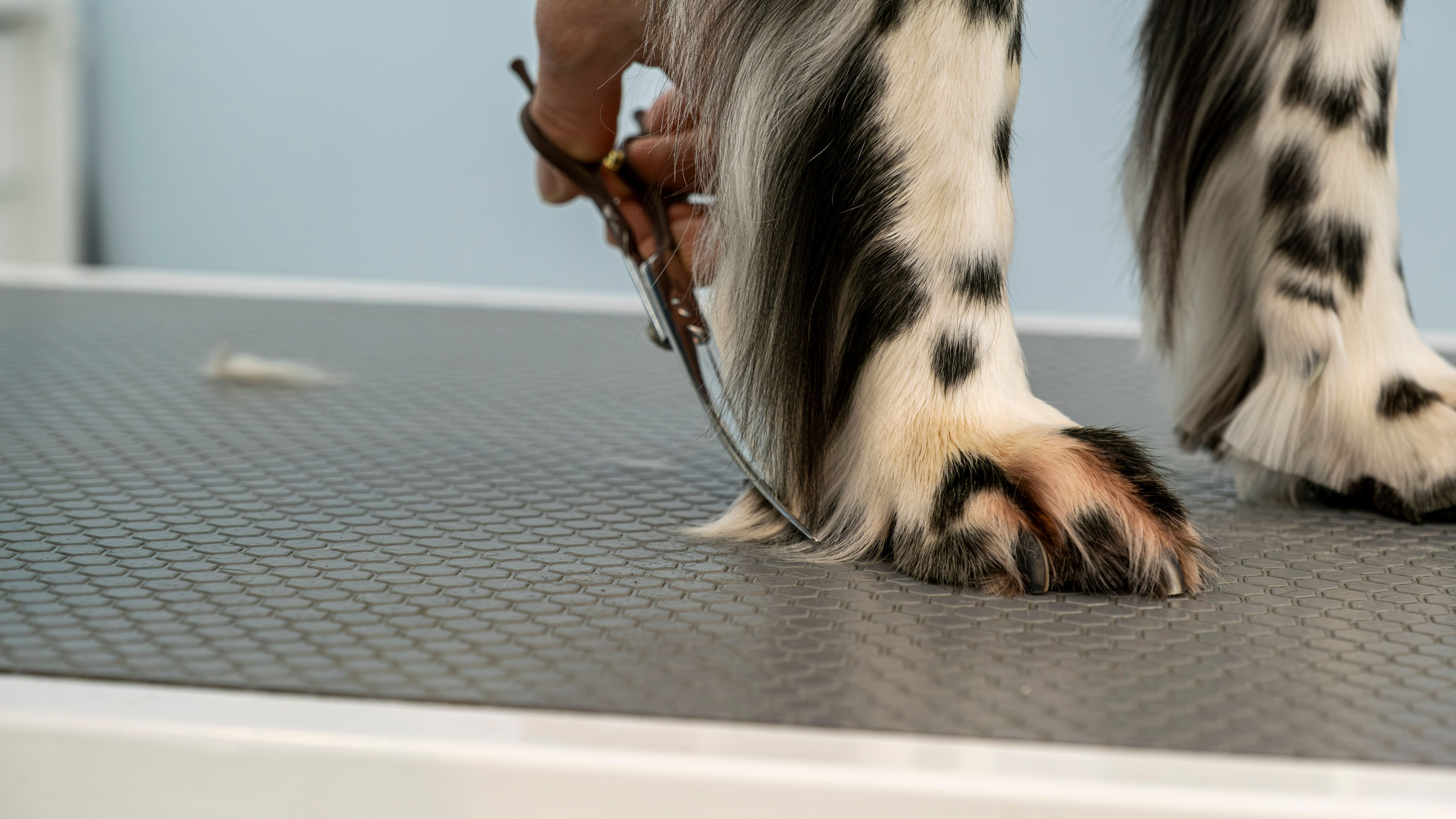 dog grooming tools
