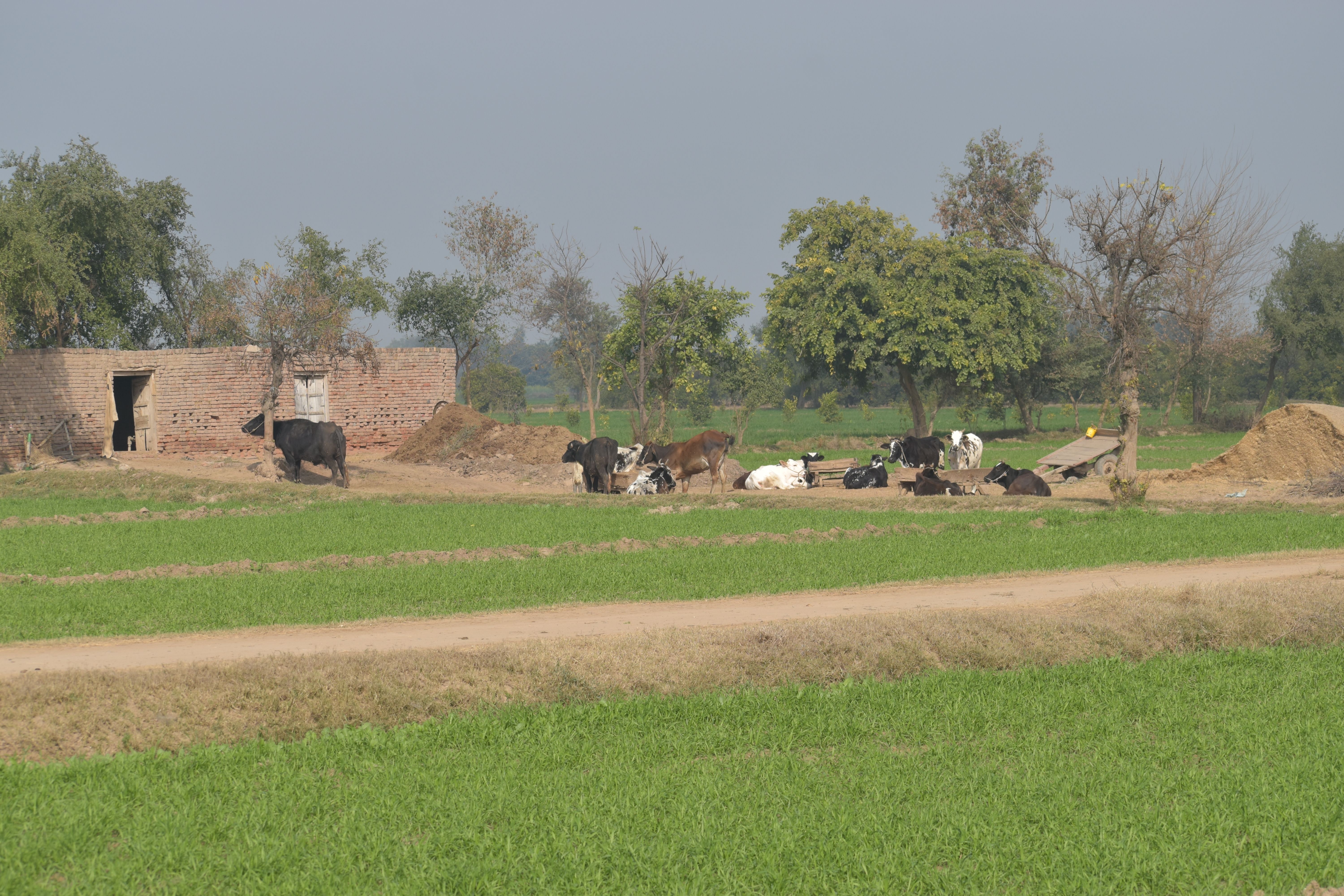 punjab agriculture