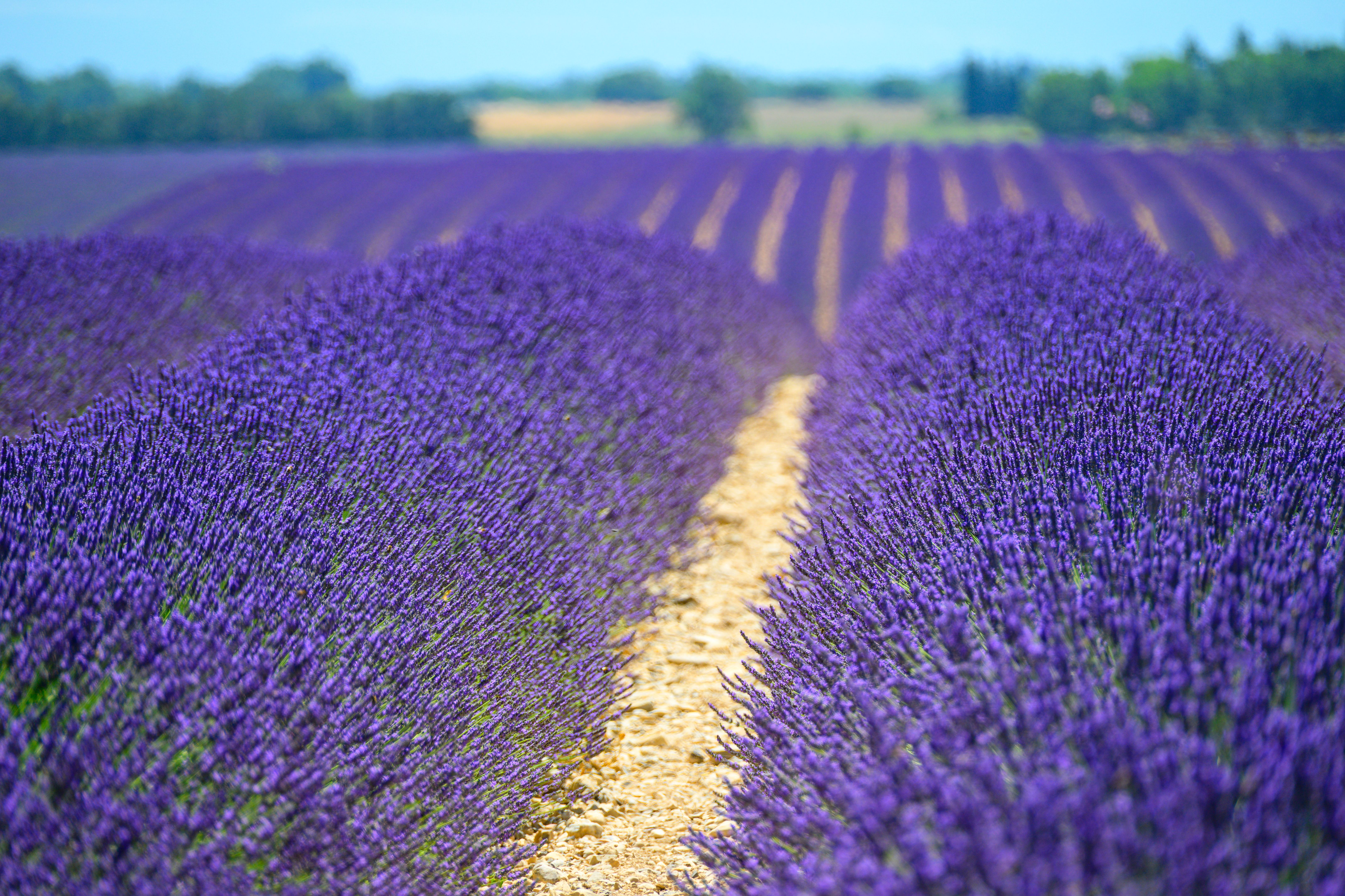 provence lavender fields