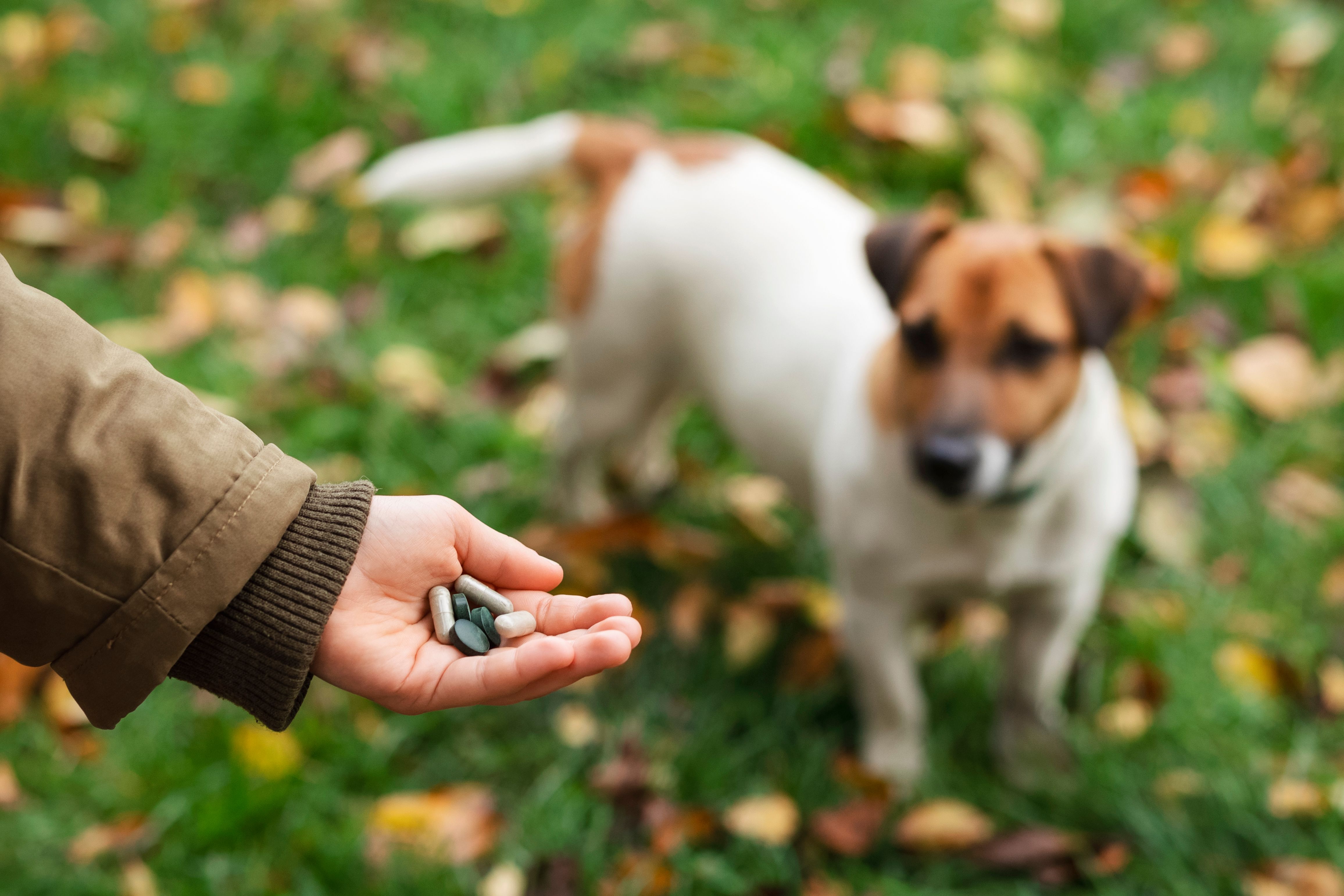 natural dog remedies