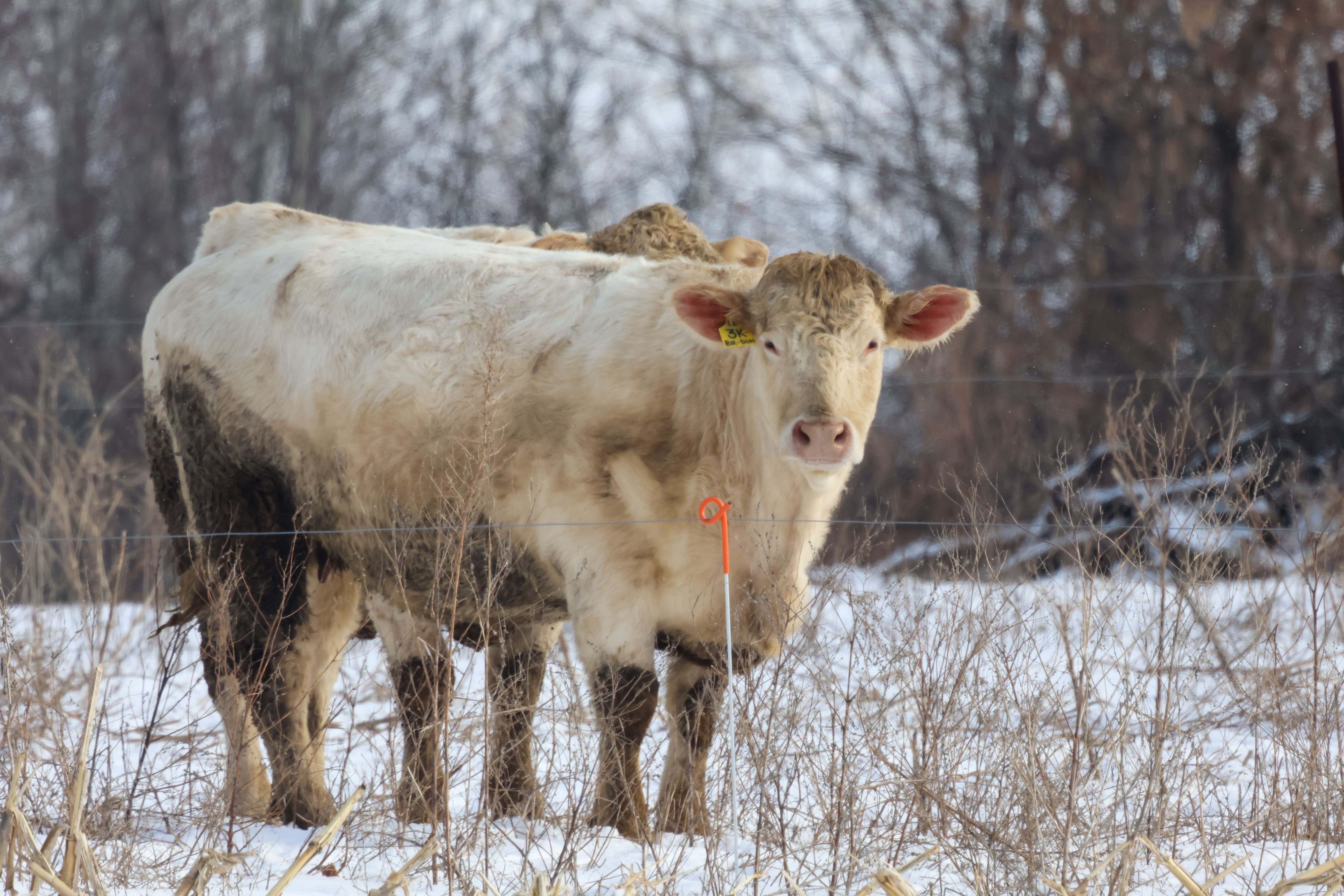 trade agreements beef