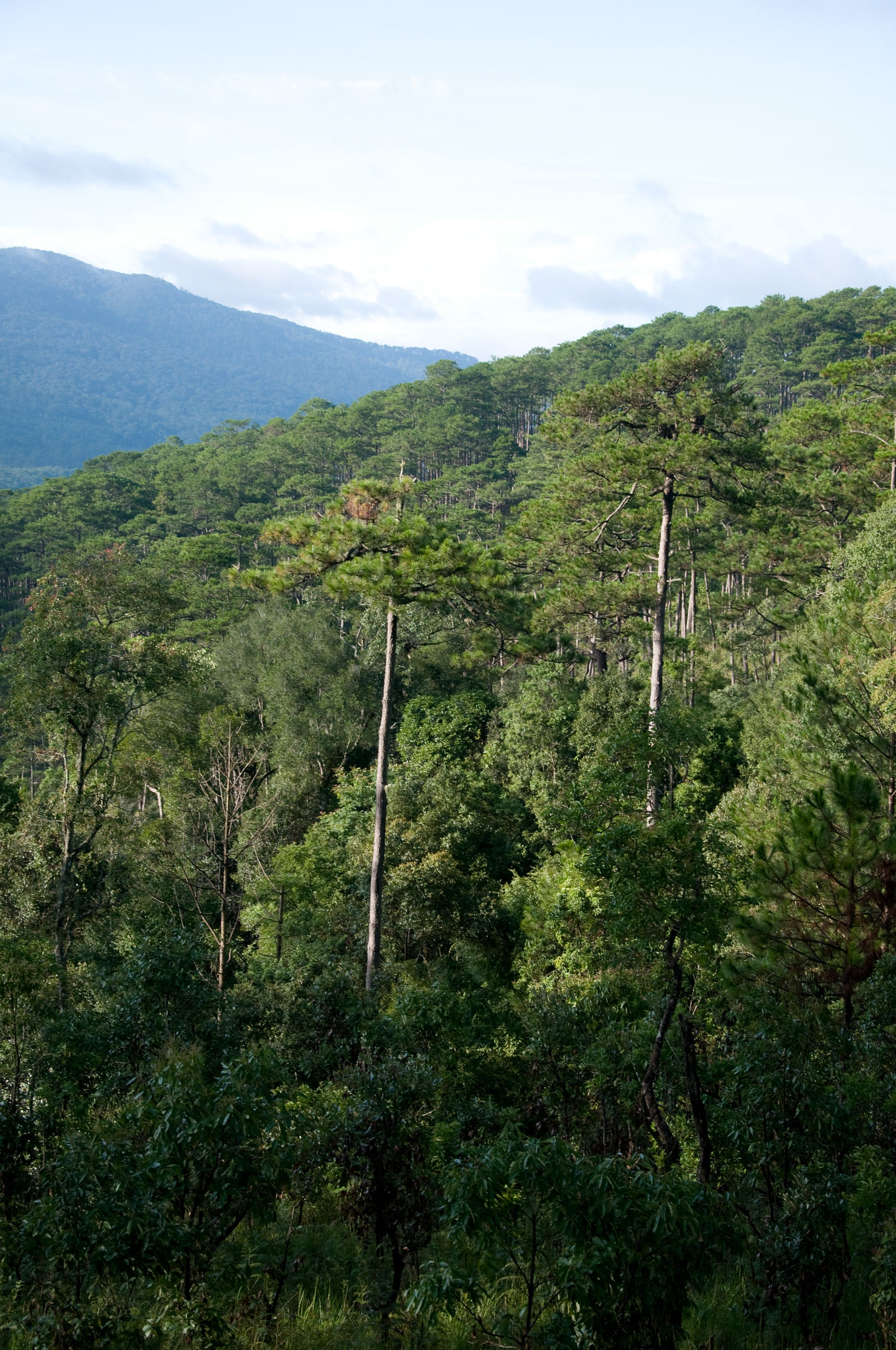 Pine forest, Dalat city, Lam Dong, Vietnam Pine forest, Dalat city, Lam Dong, Vietnam