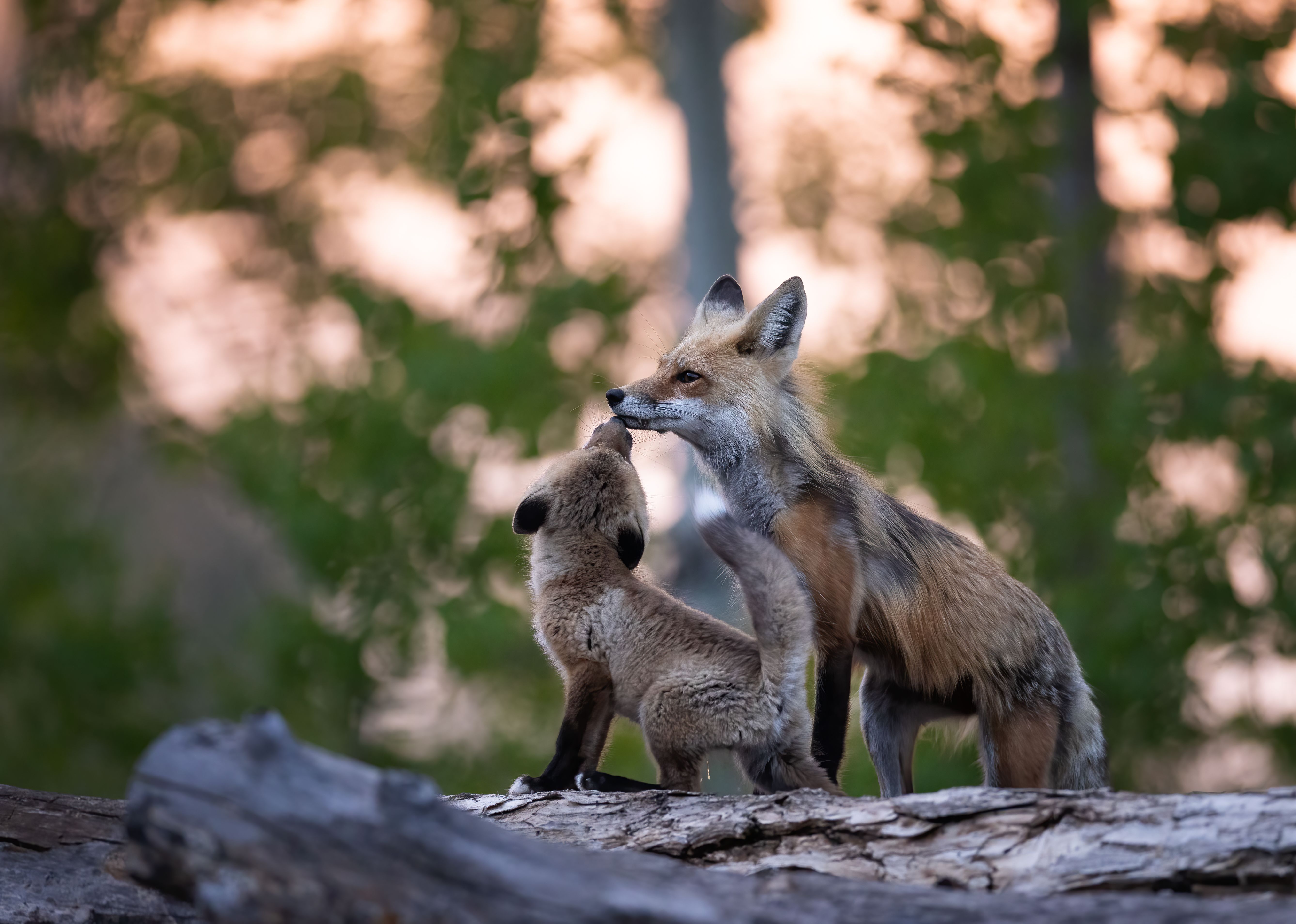 A red fox kit nuzzles its mom close to sunset A red fox kit nuzzles its mom close to sunset