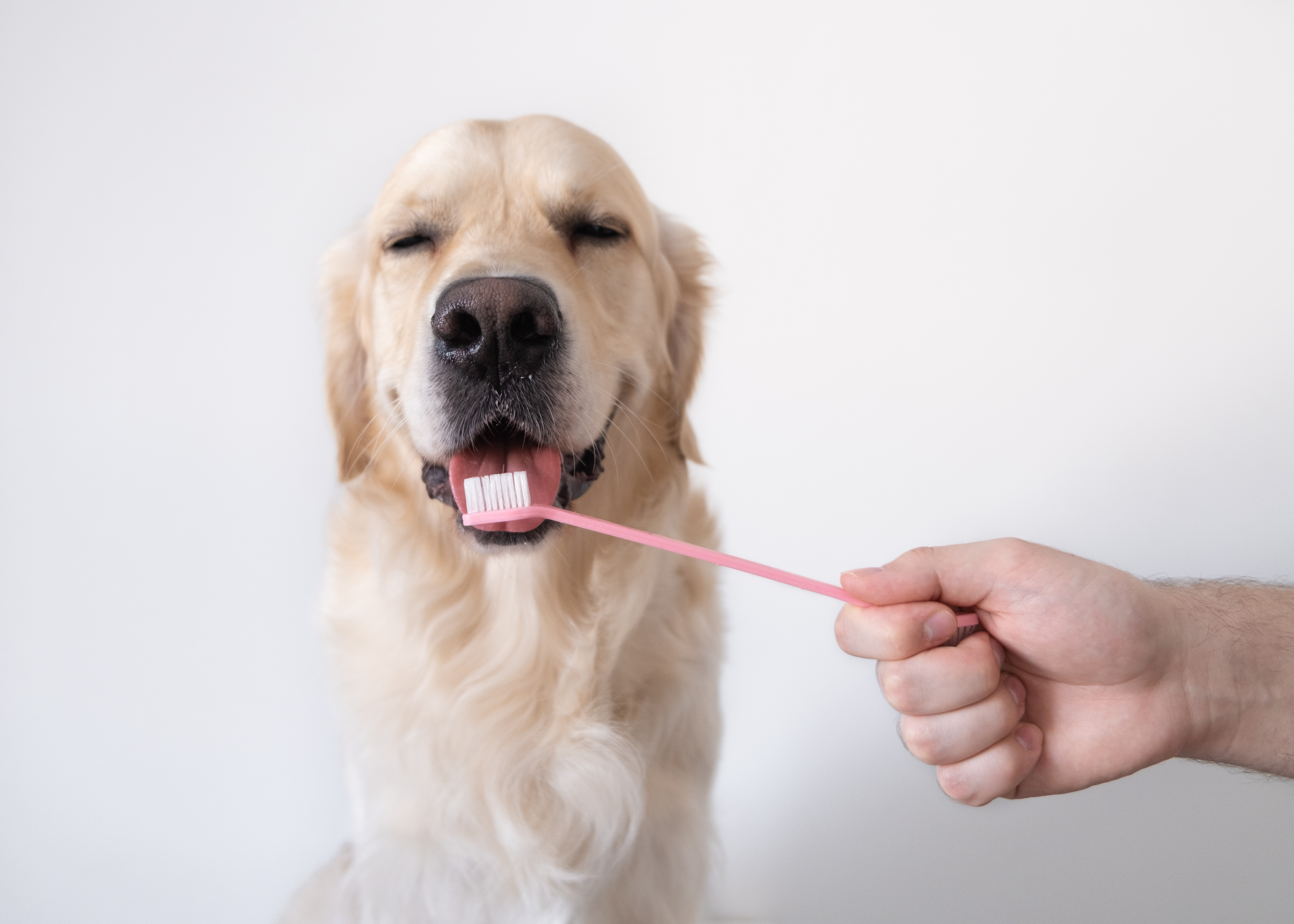 Brushing a dog's teeth. Male hand holds animal toothbrush. Pet hygiene concept