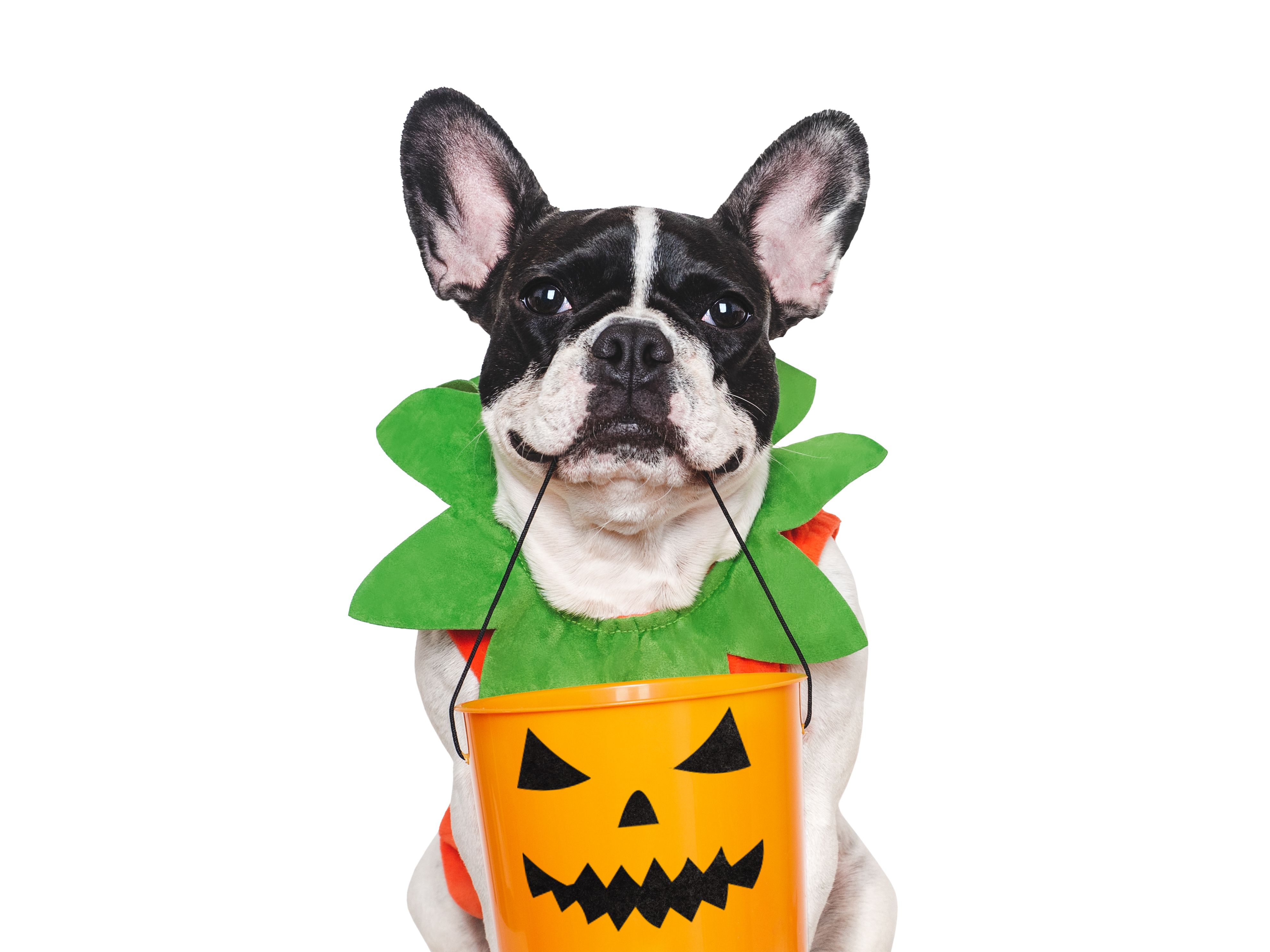 Happy Halloween. Charming puppy and Halloween costume