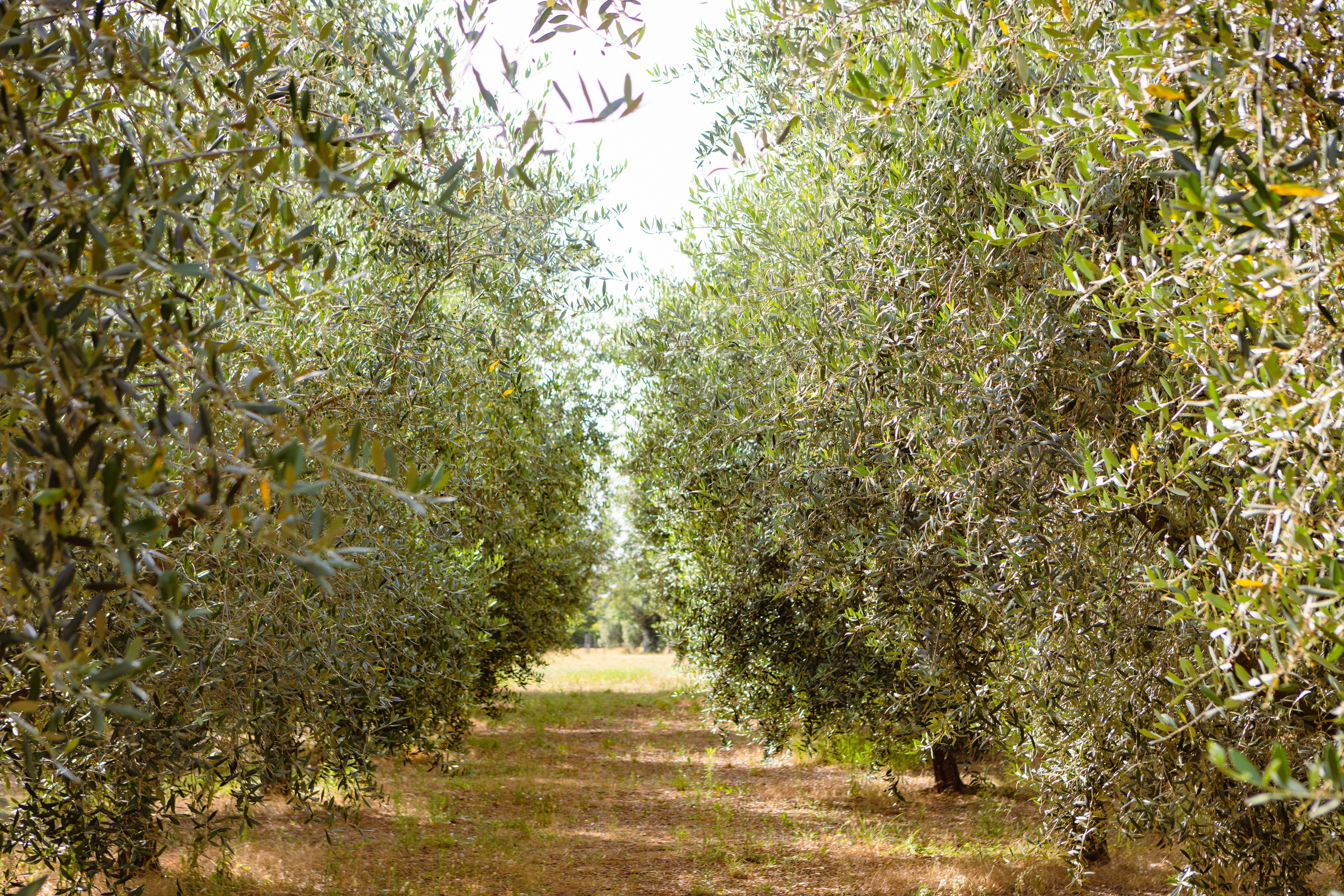 organic olive farm
