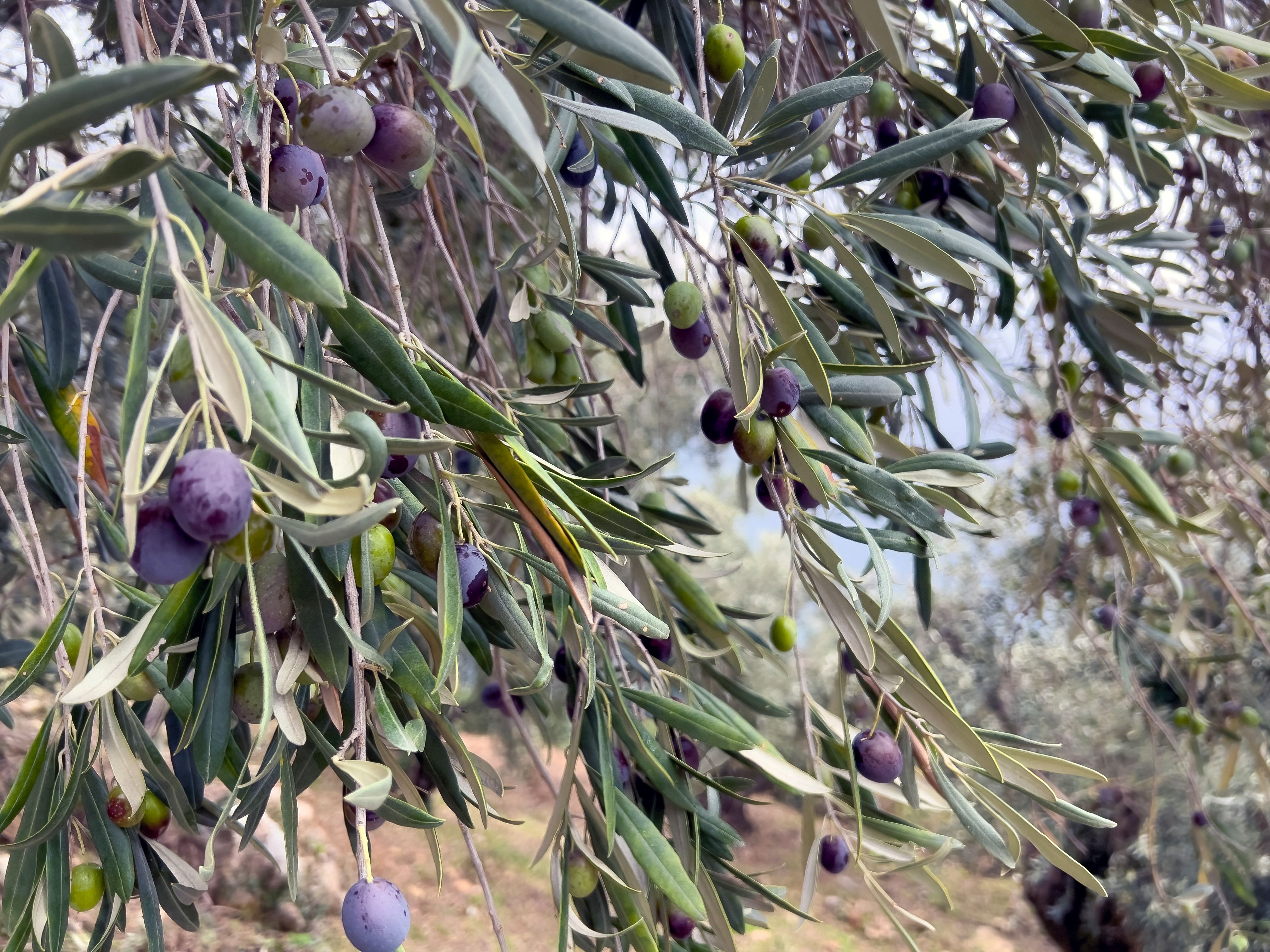 global olive farming