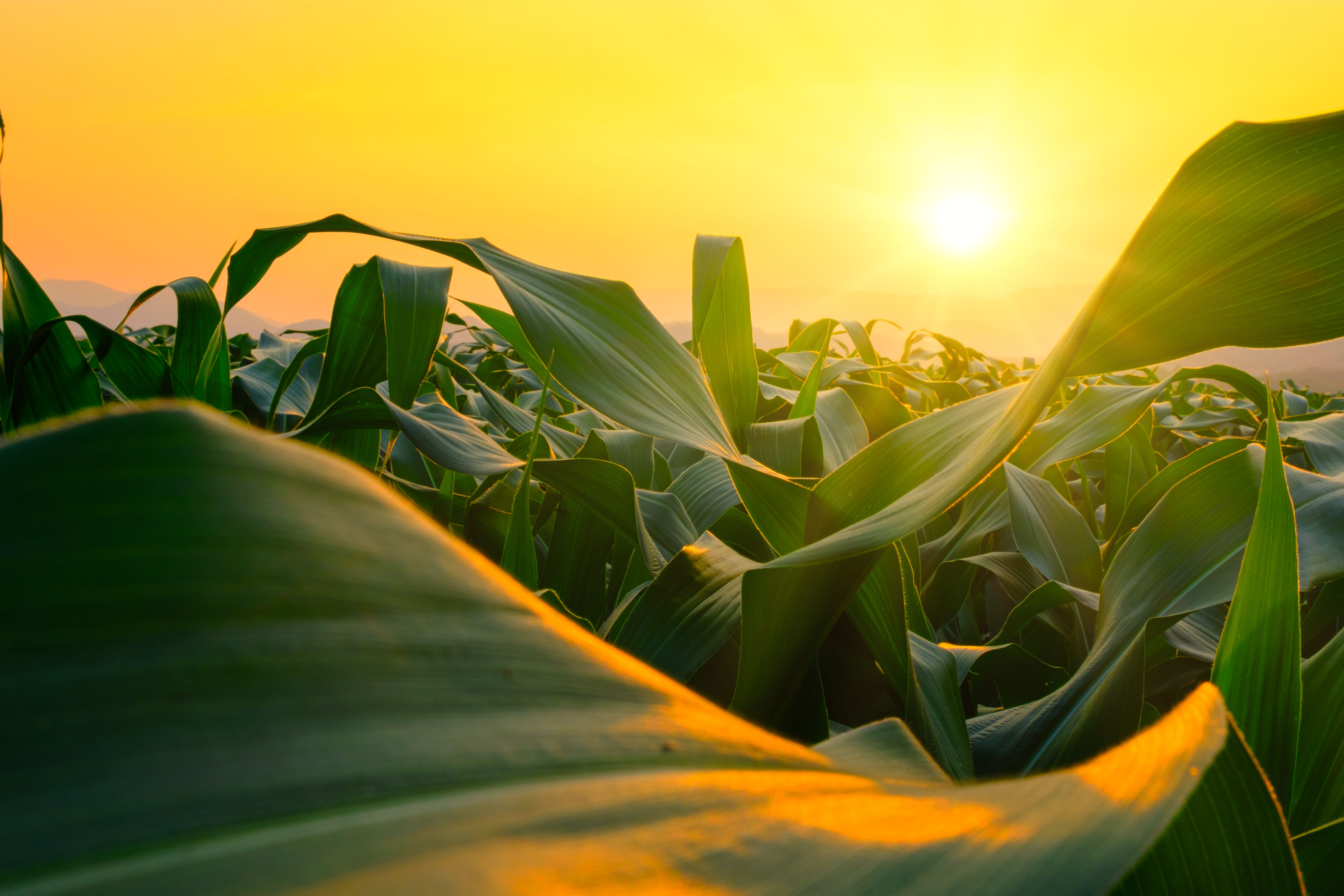 green agriculture