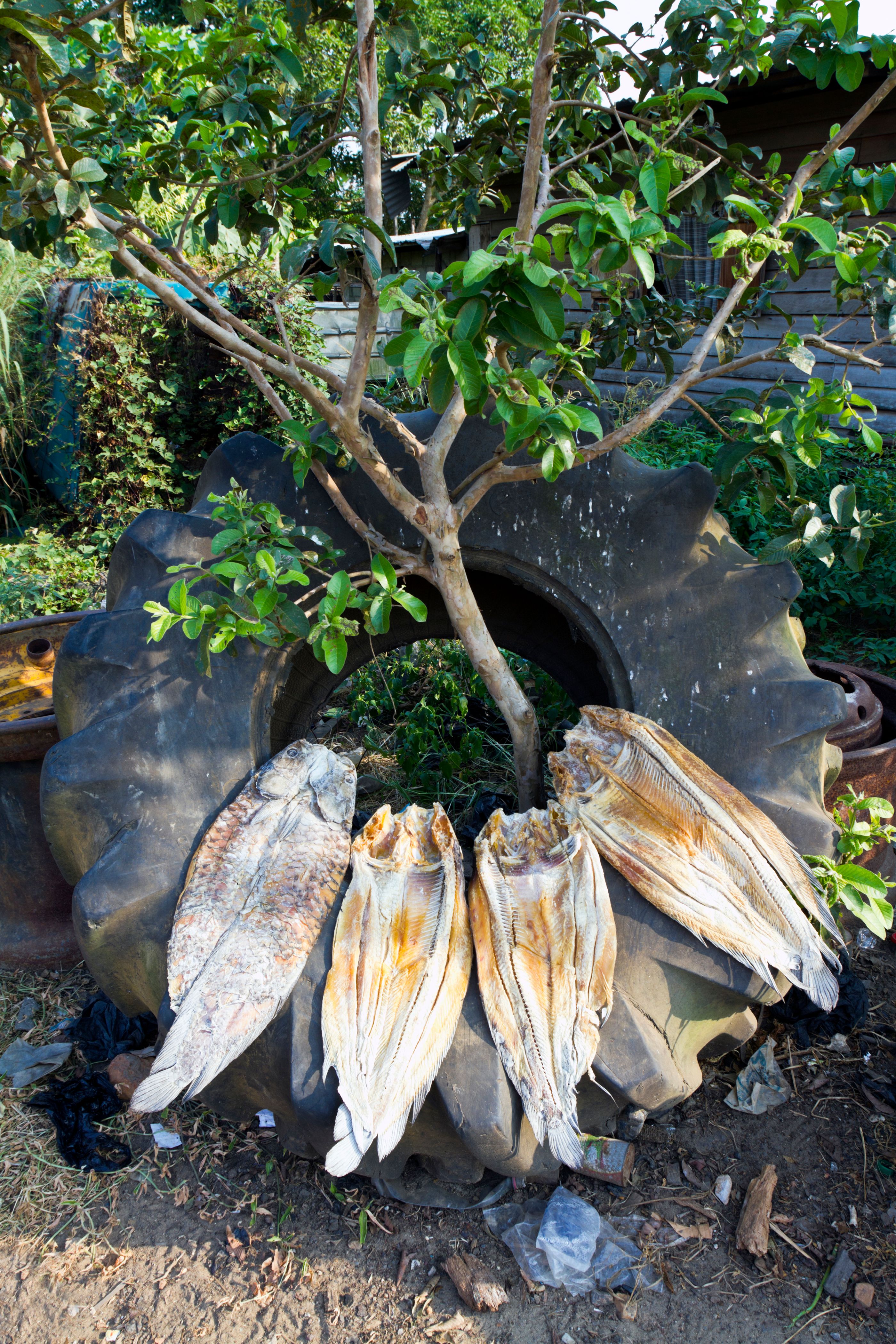 Gabon, Estuary Province, Lambaréné, dried fish.