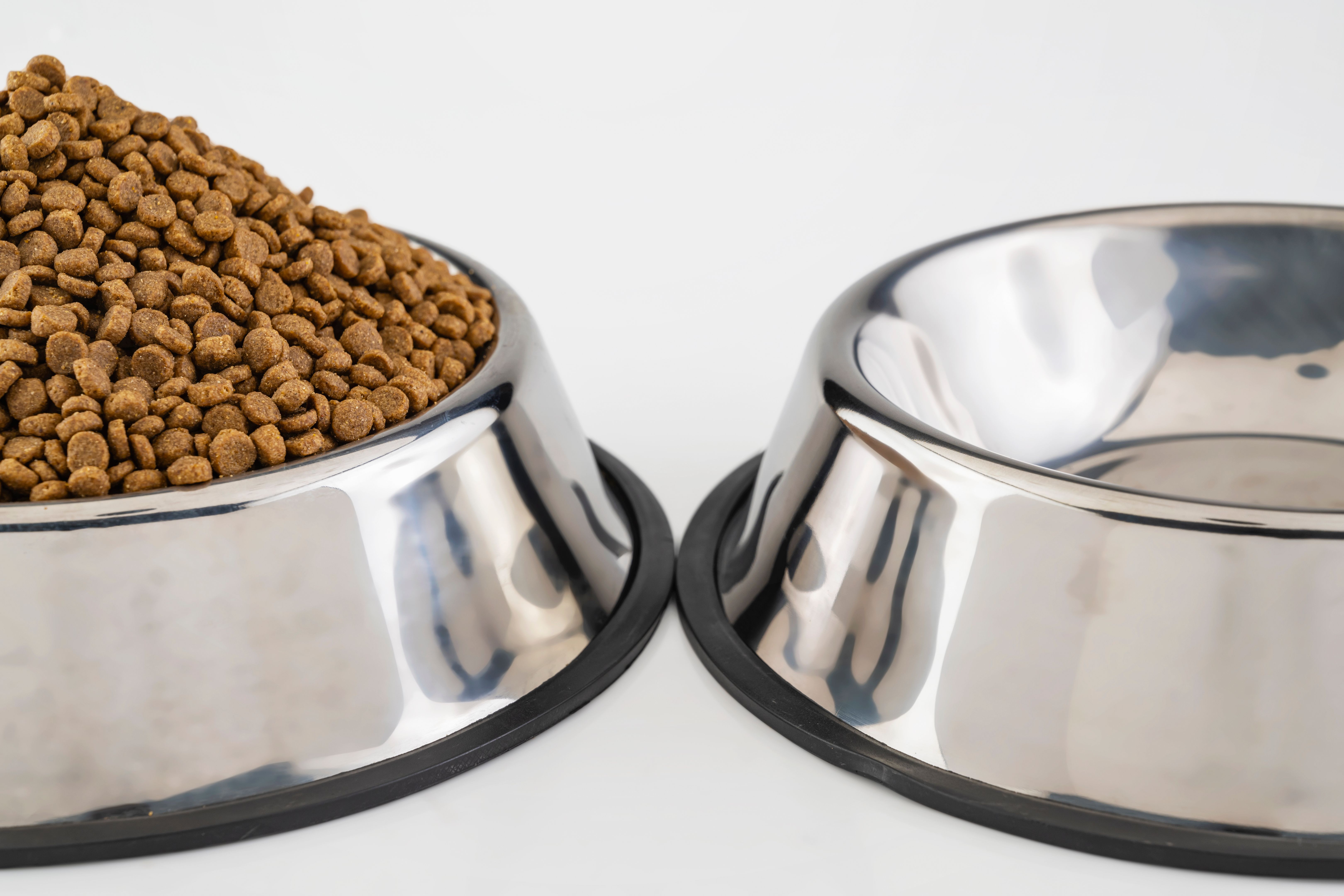 dog food bowl