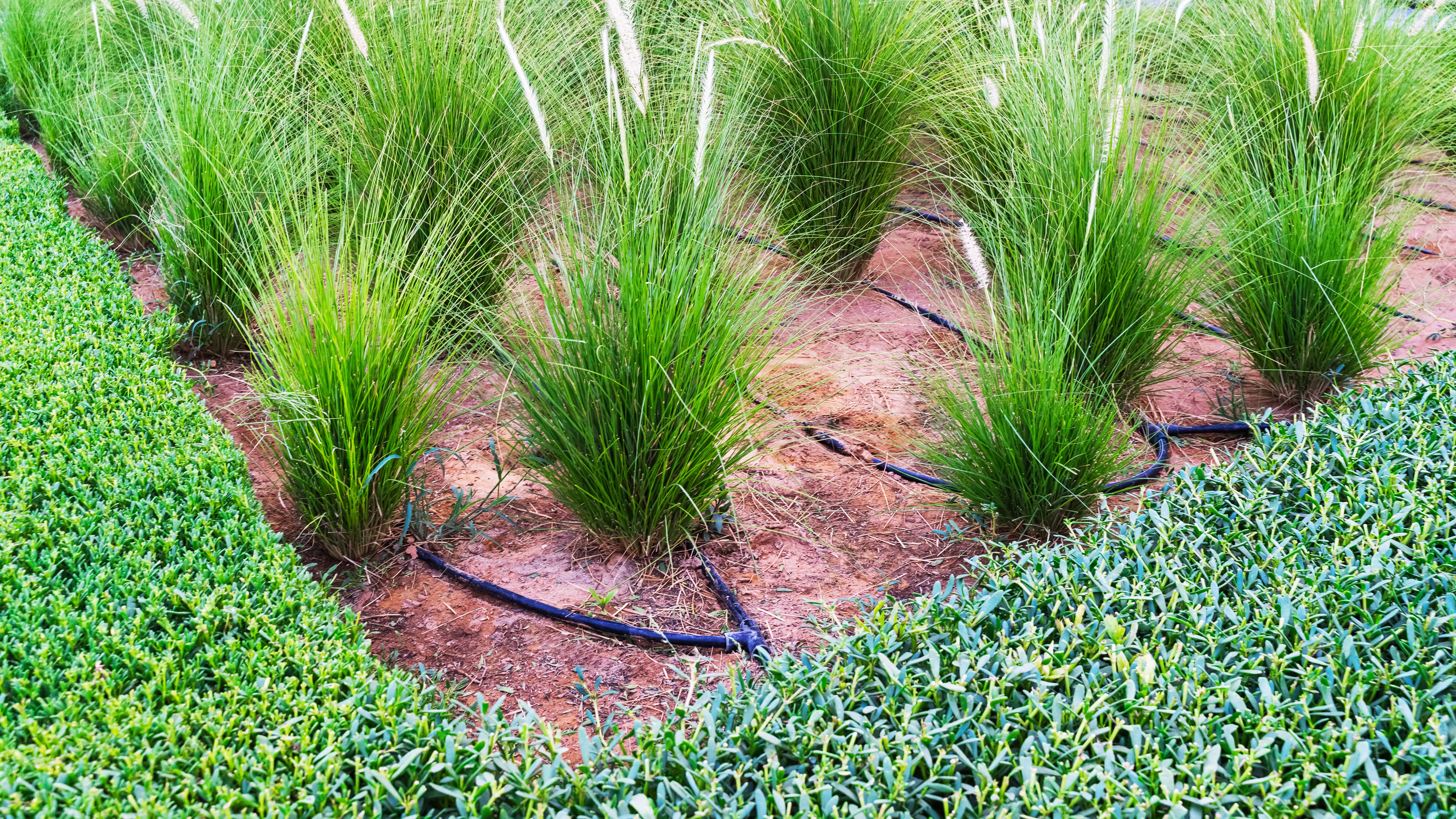 watering plants early