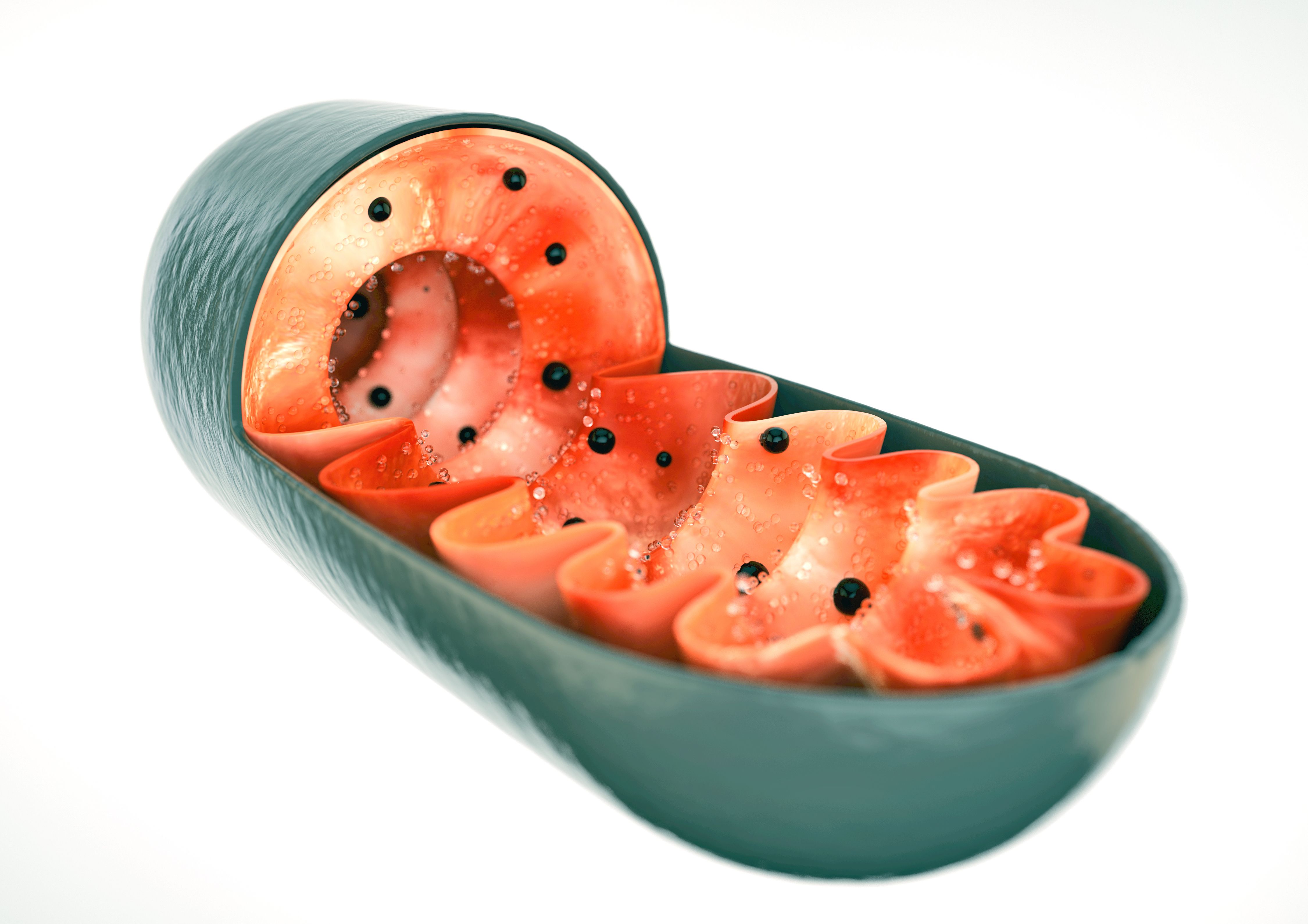 Mitochondria
