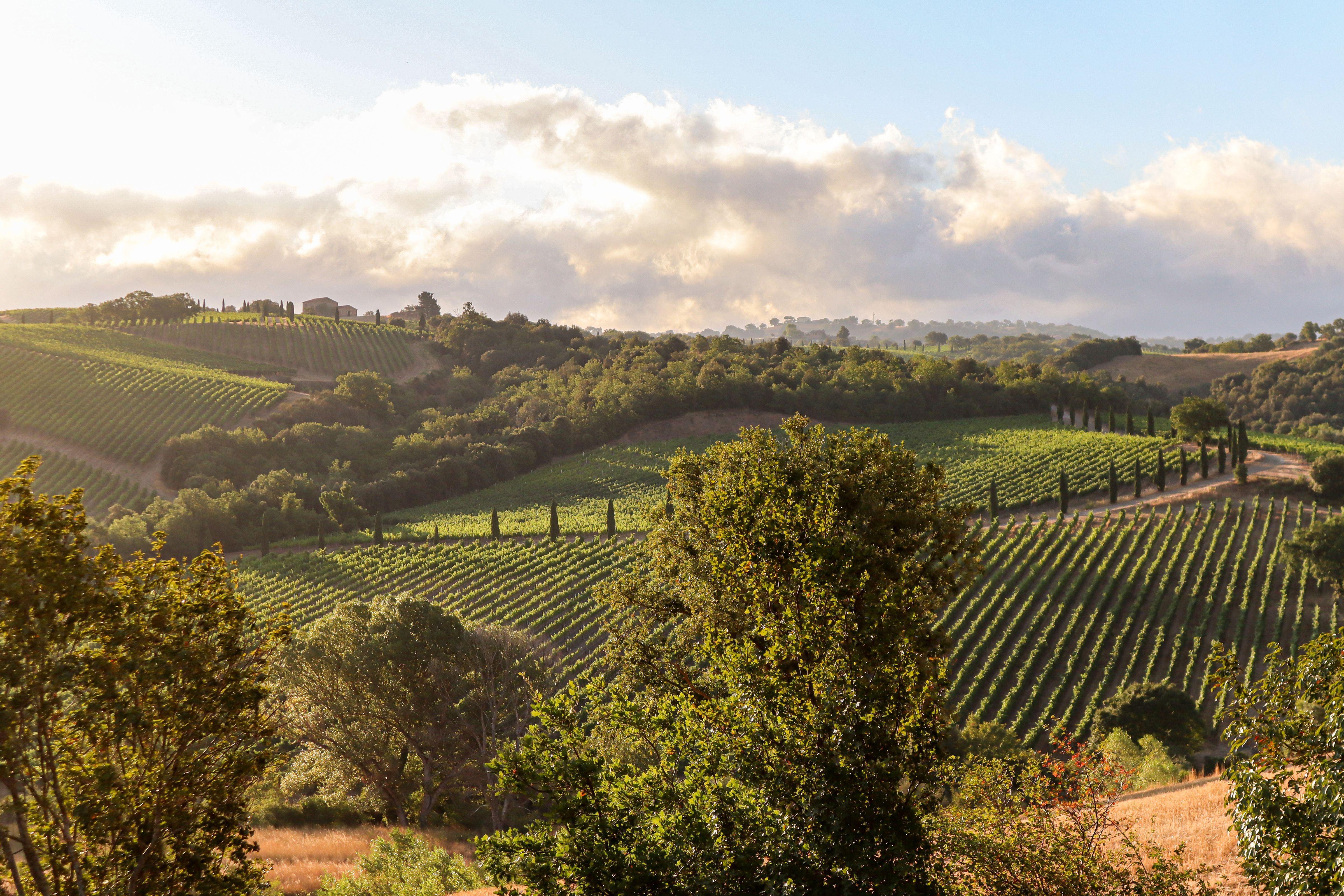 montepulciano wine tours