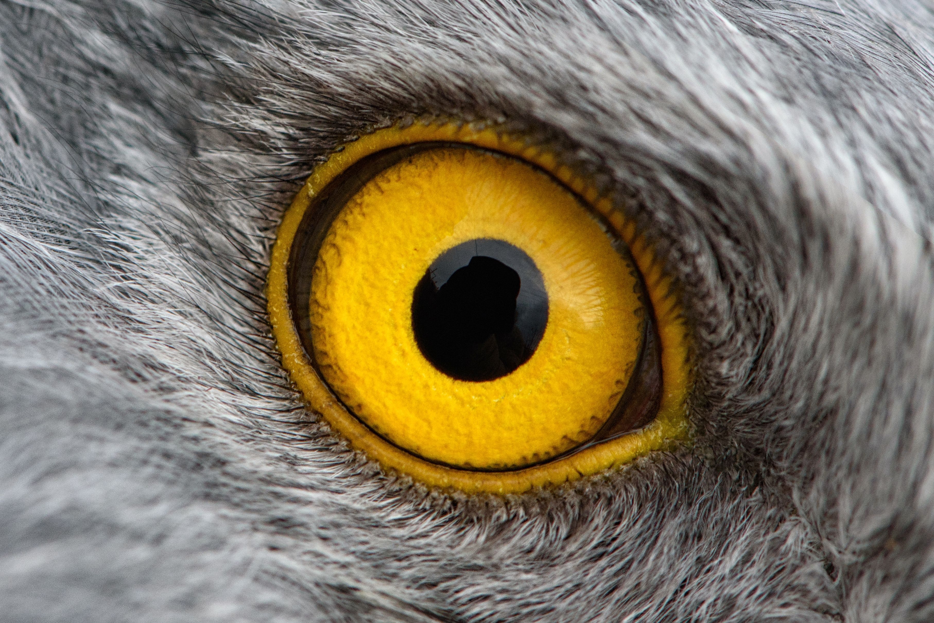 bird eye closeup