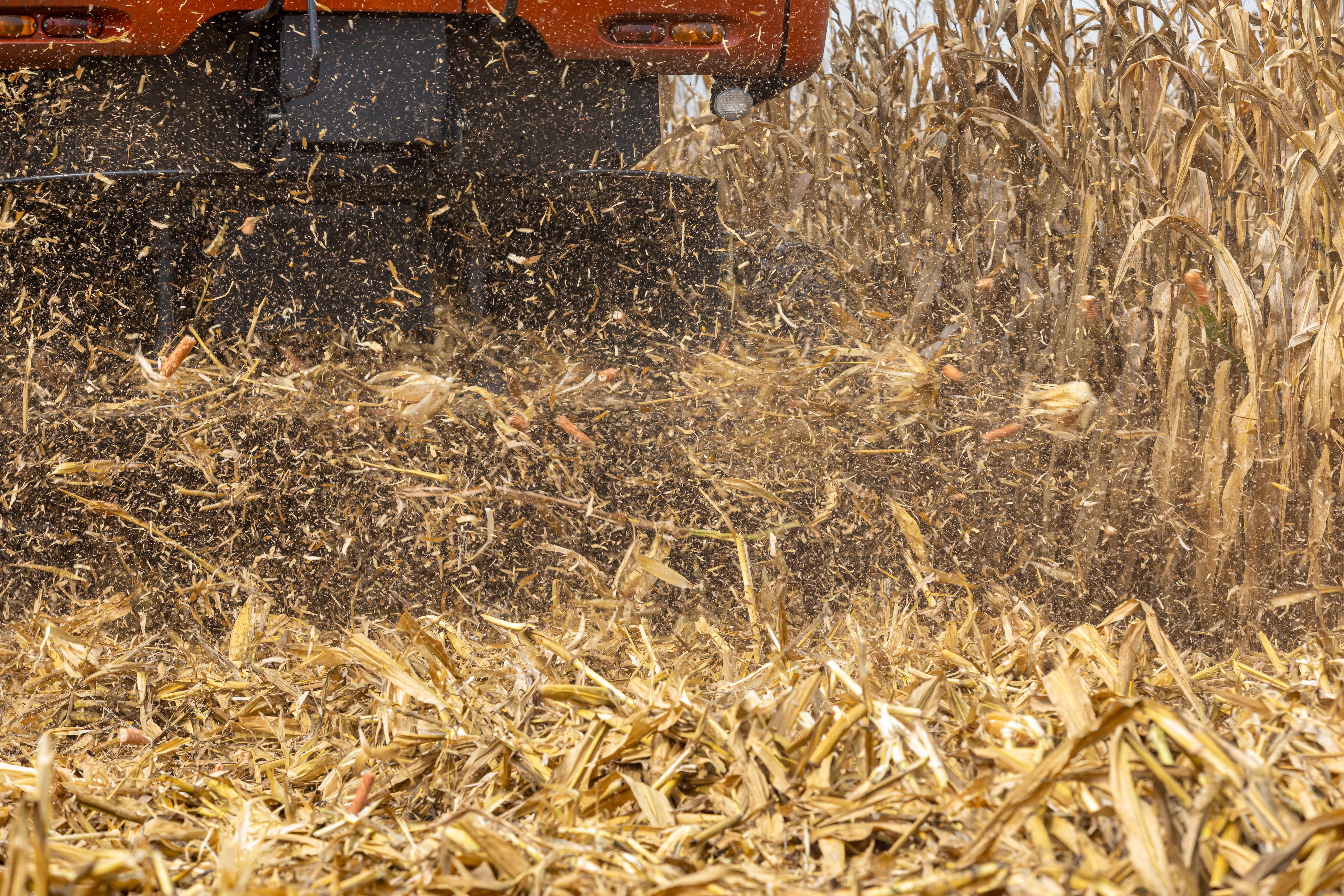 Combine harvester chaff spreader with corn residue being discharged in cornfield.