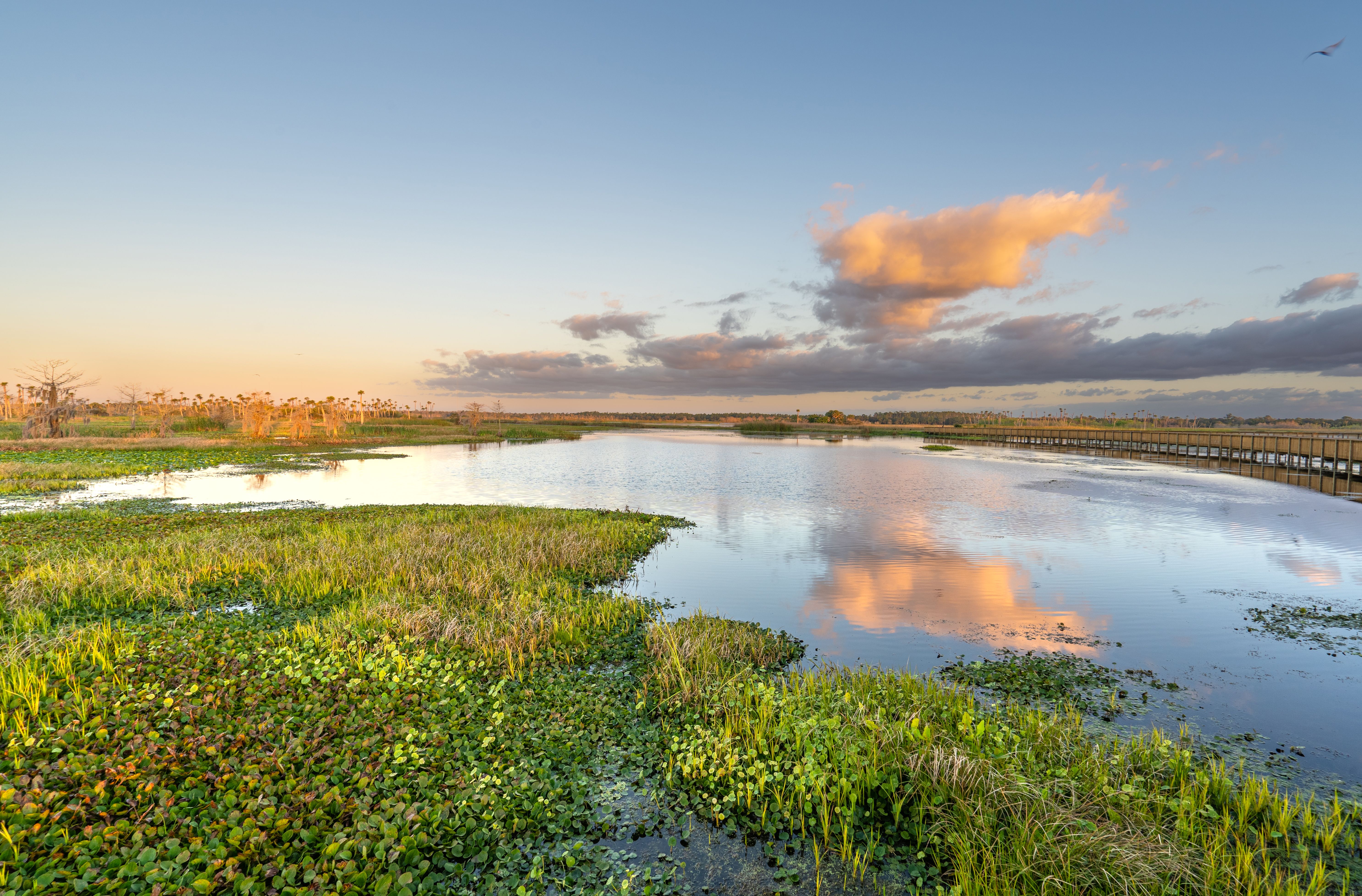 florida wetlands