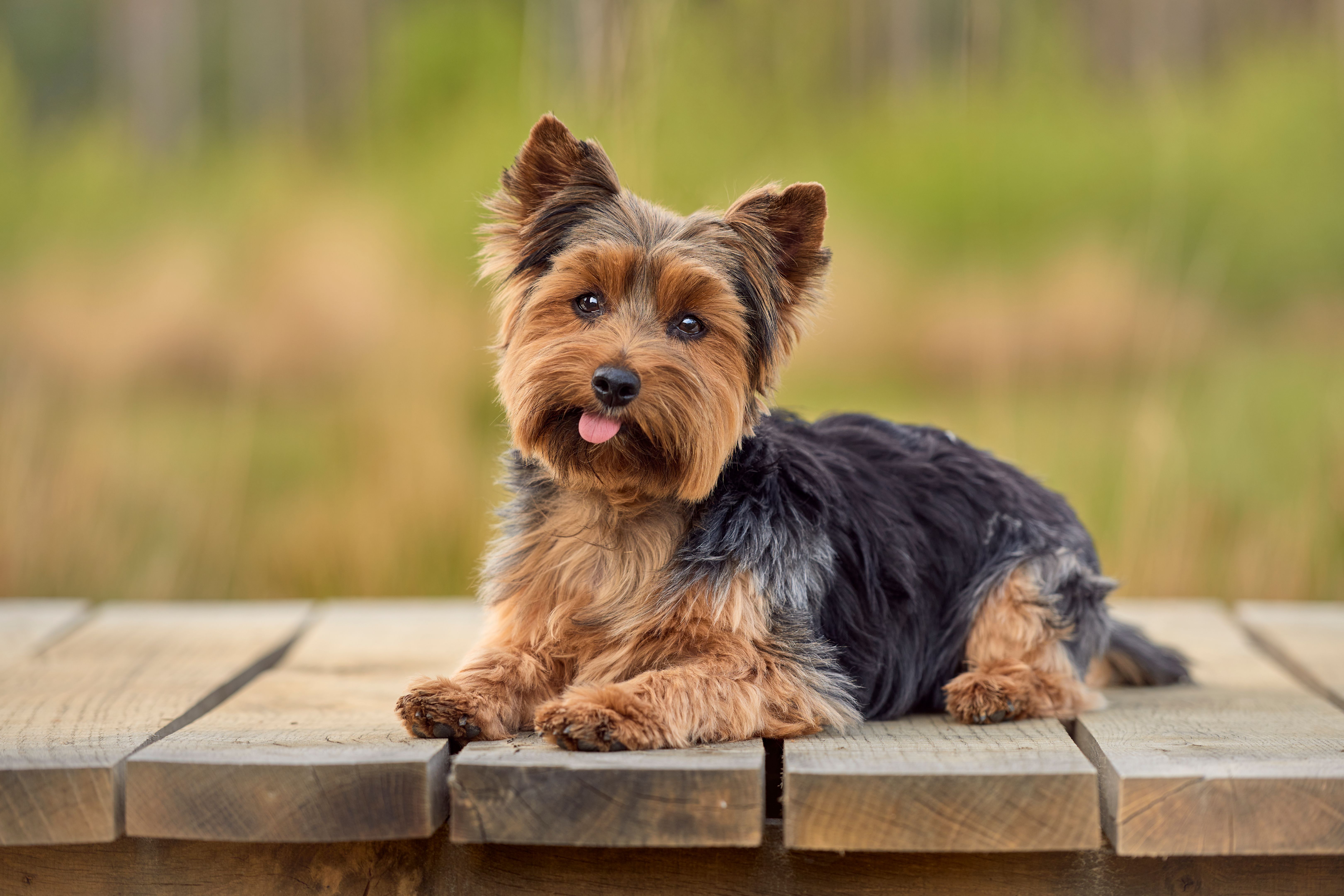 yorkshire terrier