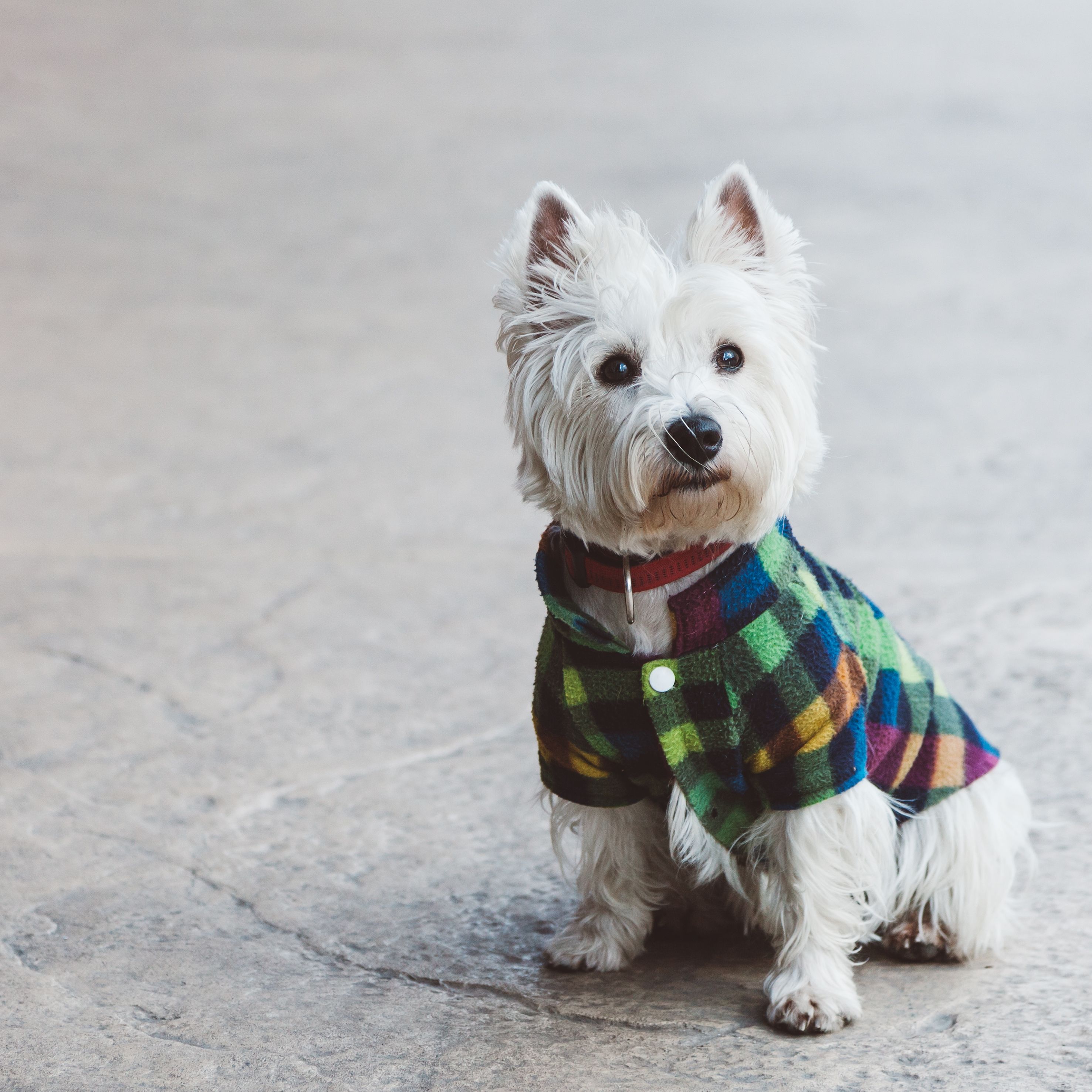 dog clothes