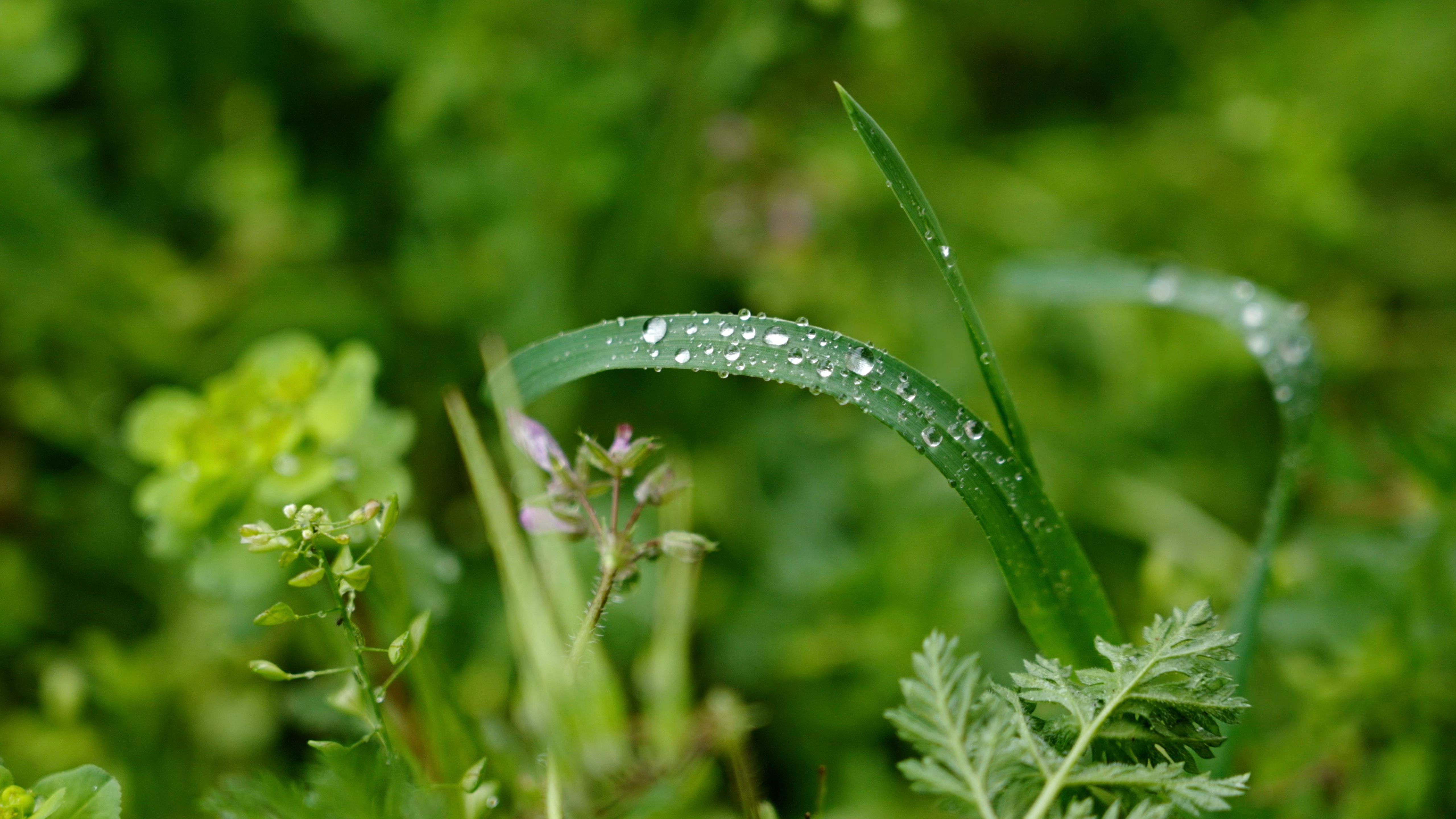 rain garden