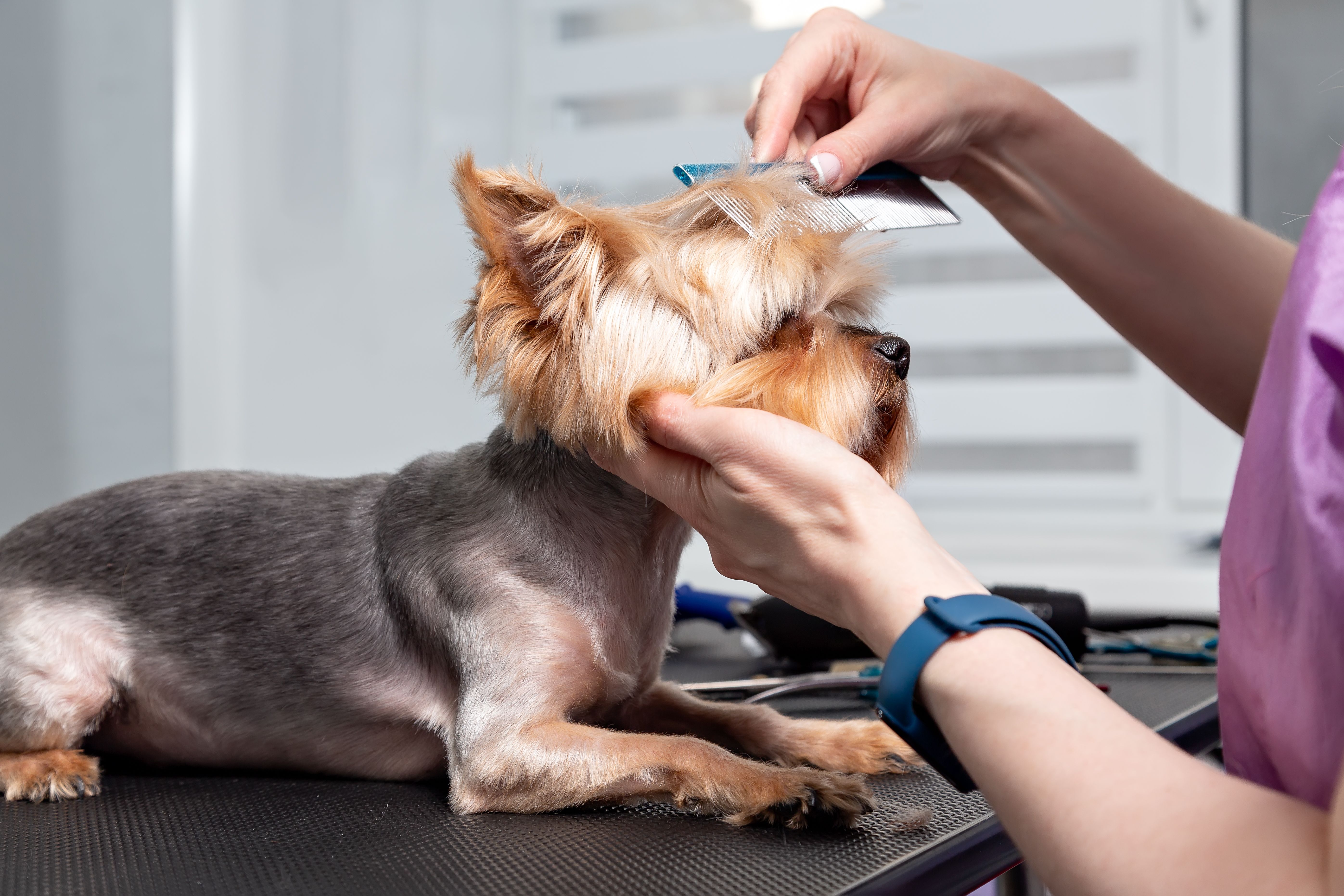 yorkie grooming