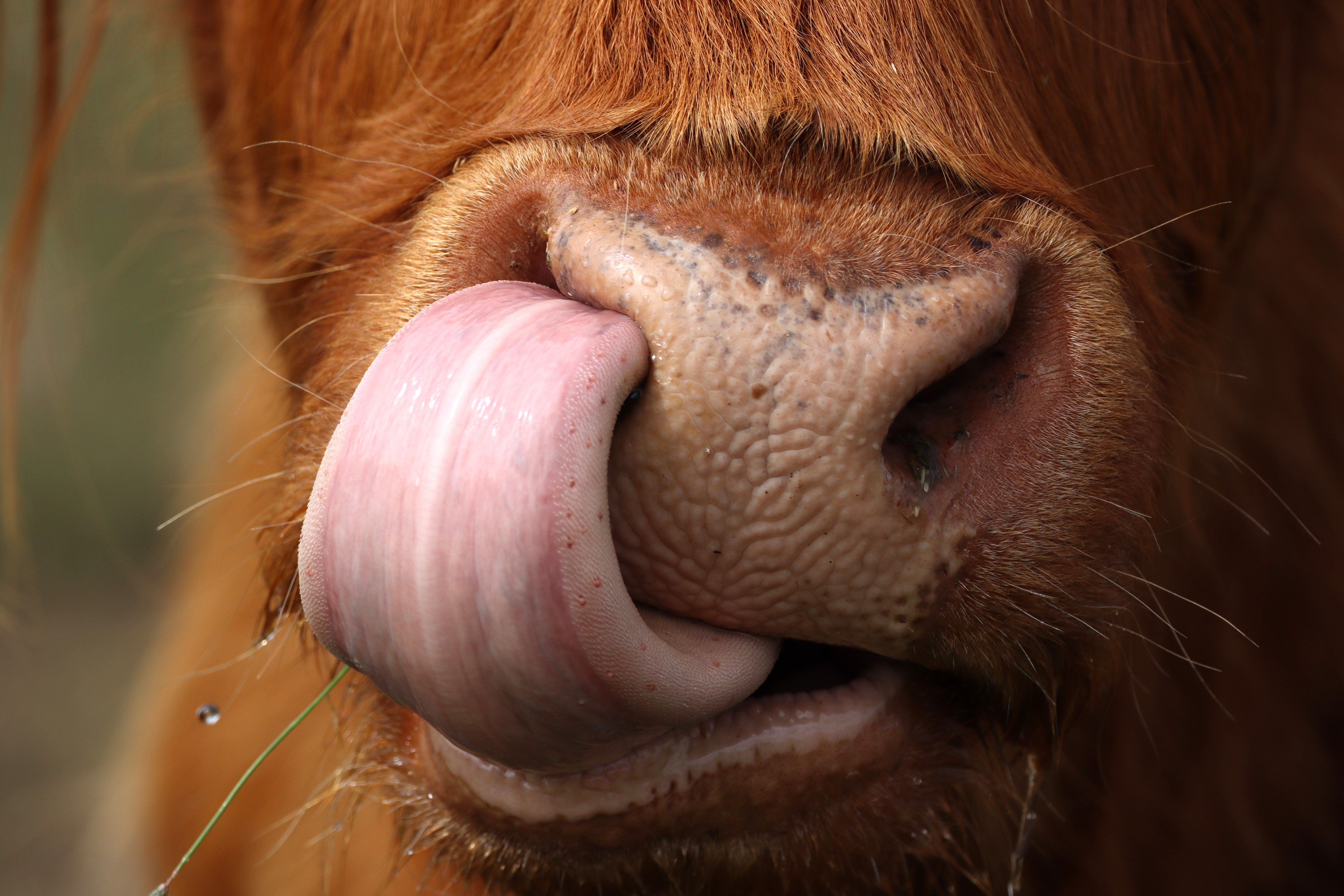 highland cattle farm