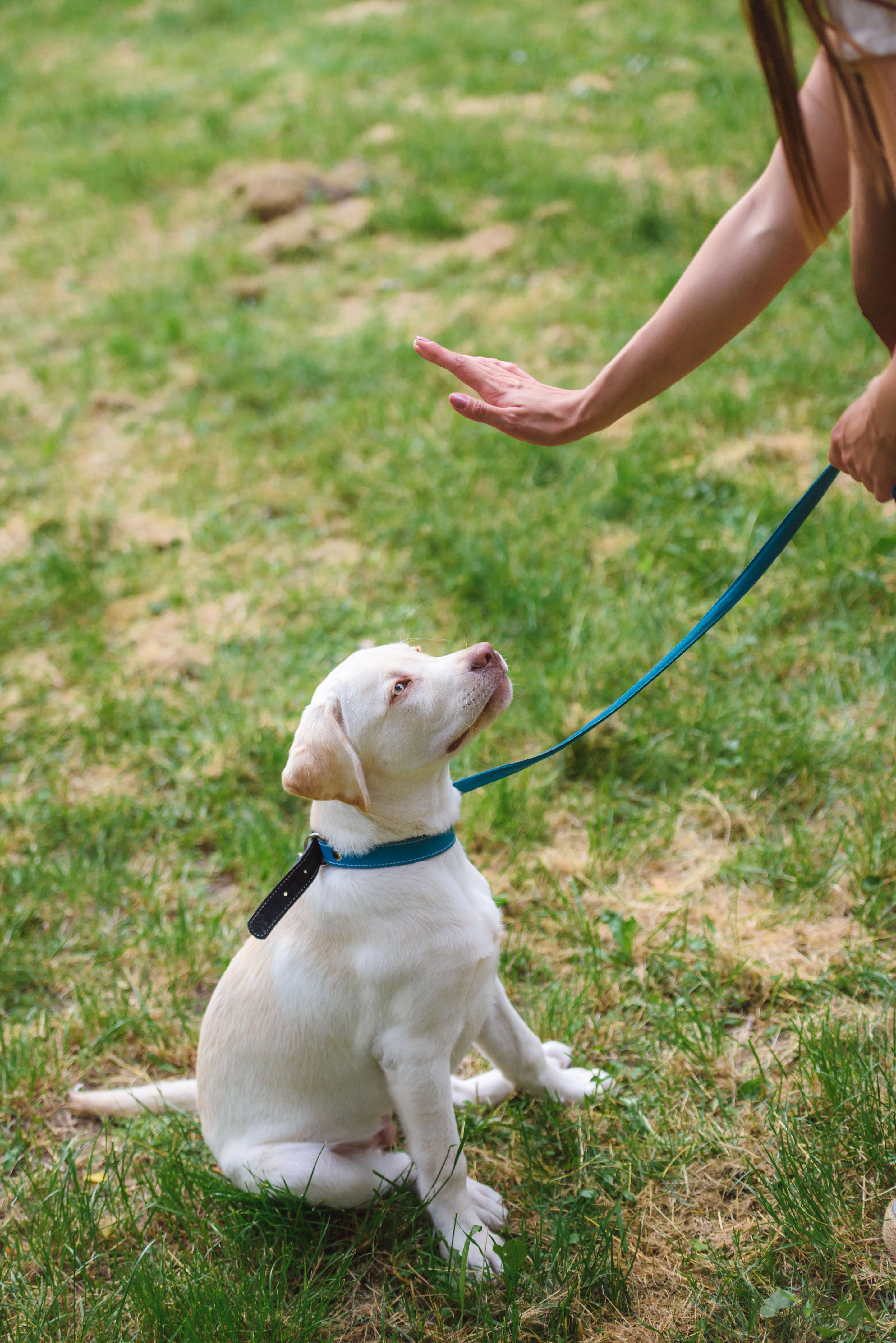 Beautiful young woman playing with a puppy labrador in the park