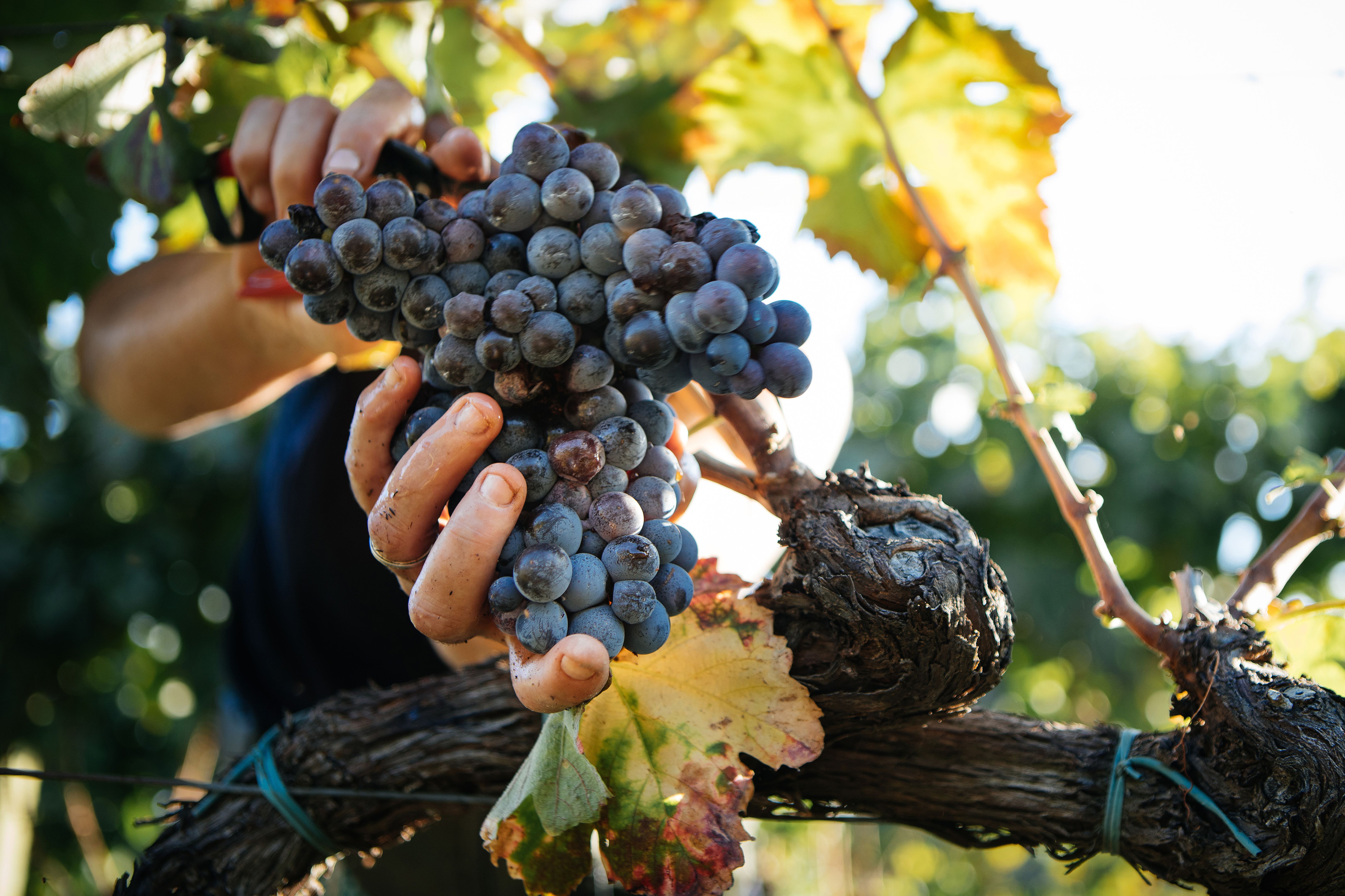 grape harvest