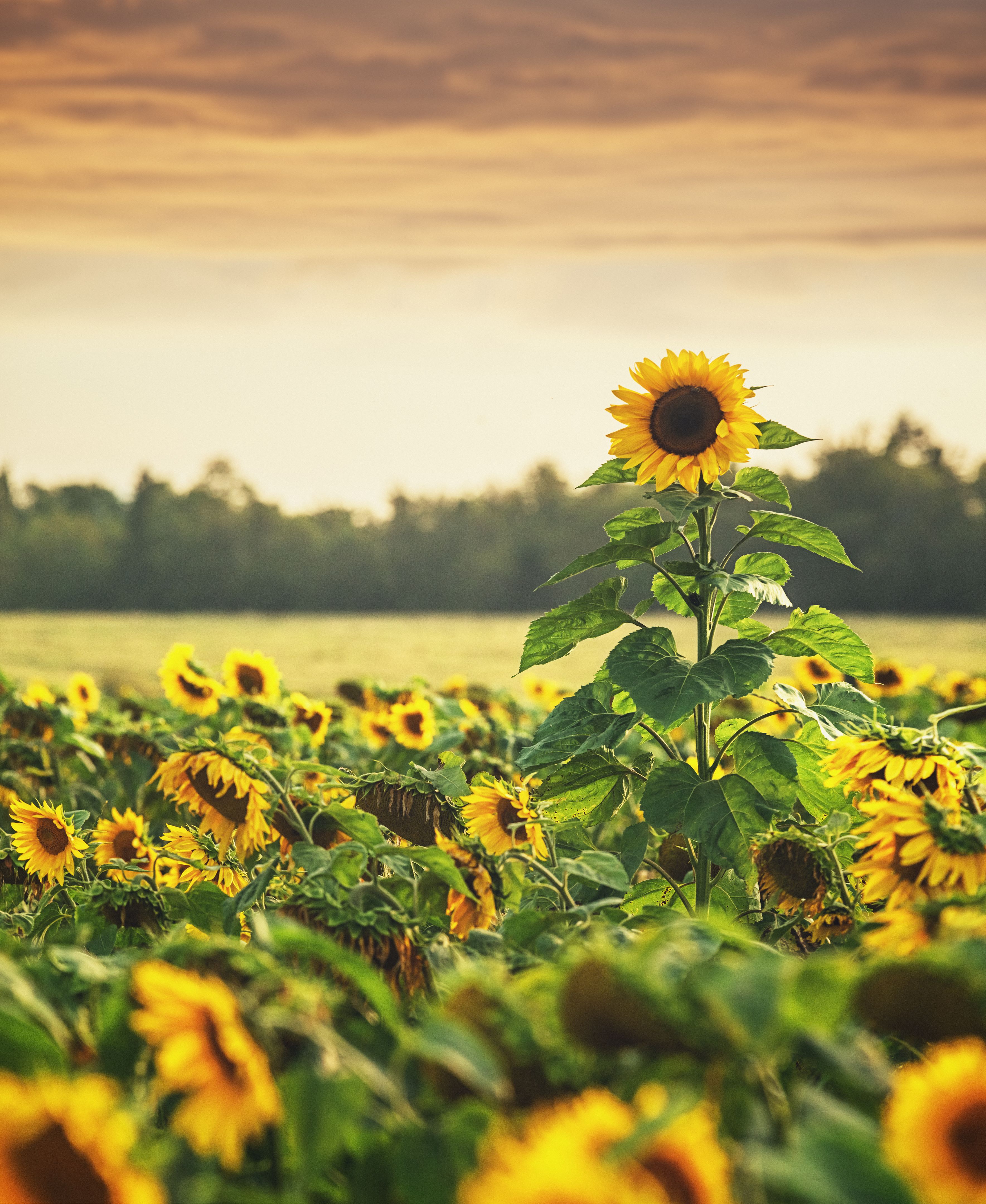 Standing Tall in the Crowd