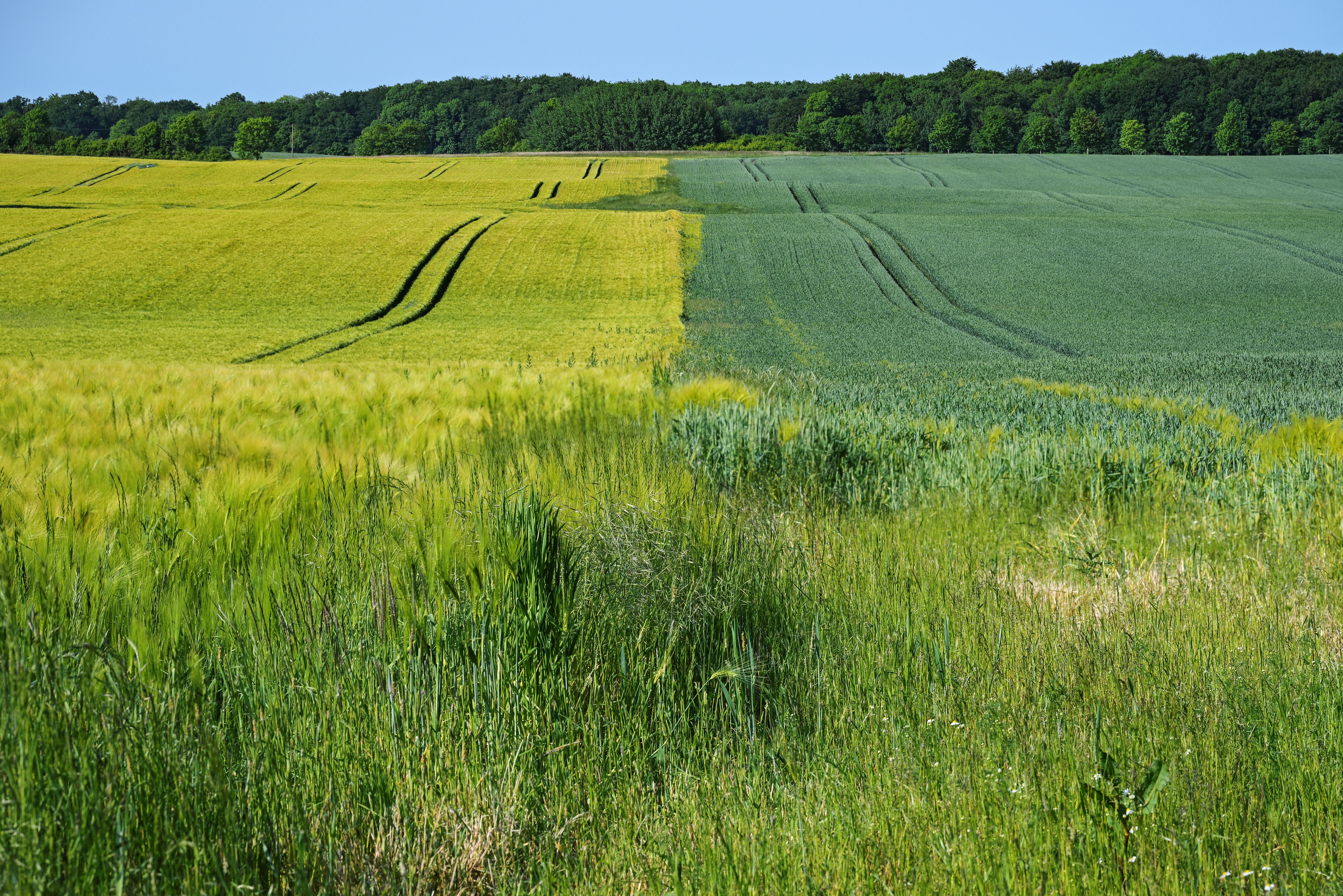 crop rotation
