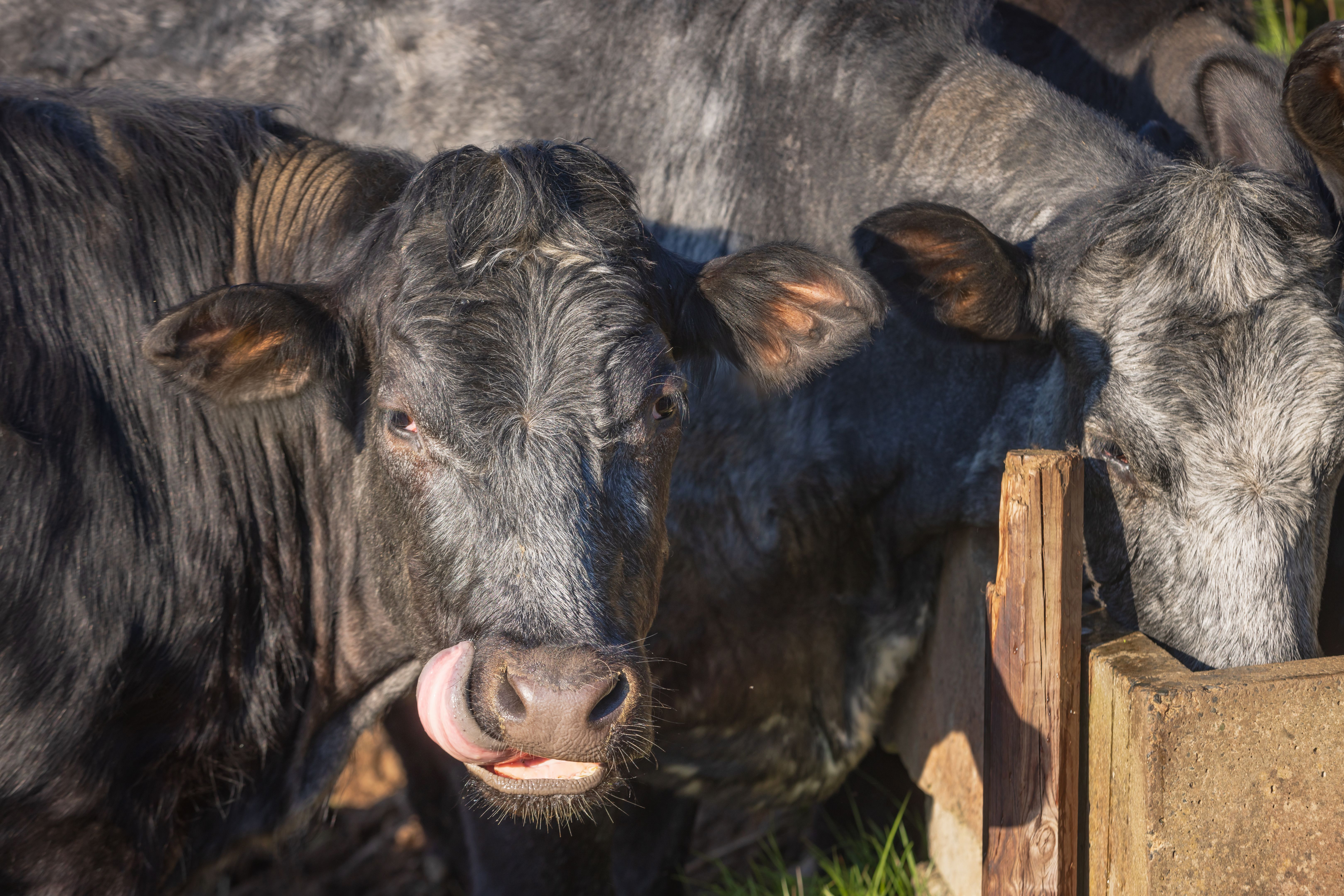 head of an Irish cow on a meadow along the Northern Ireland coast head of an Irish cow on a meadow along the Northern Ireland coast