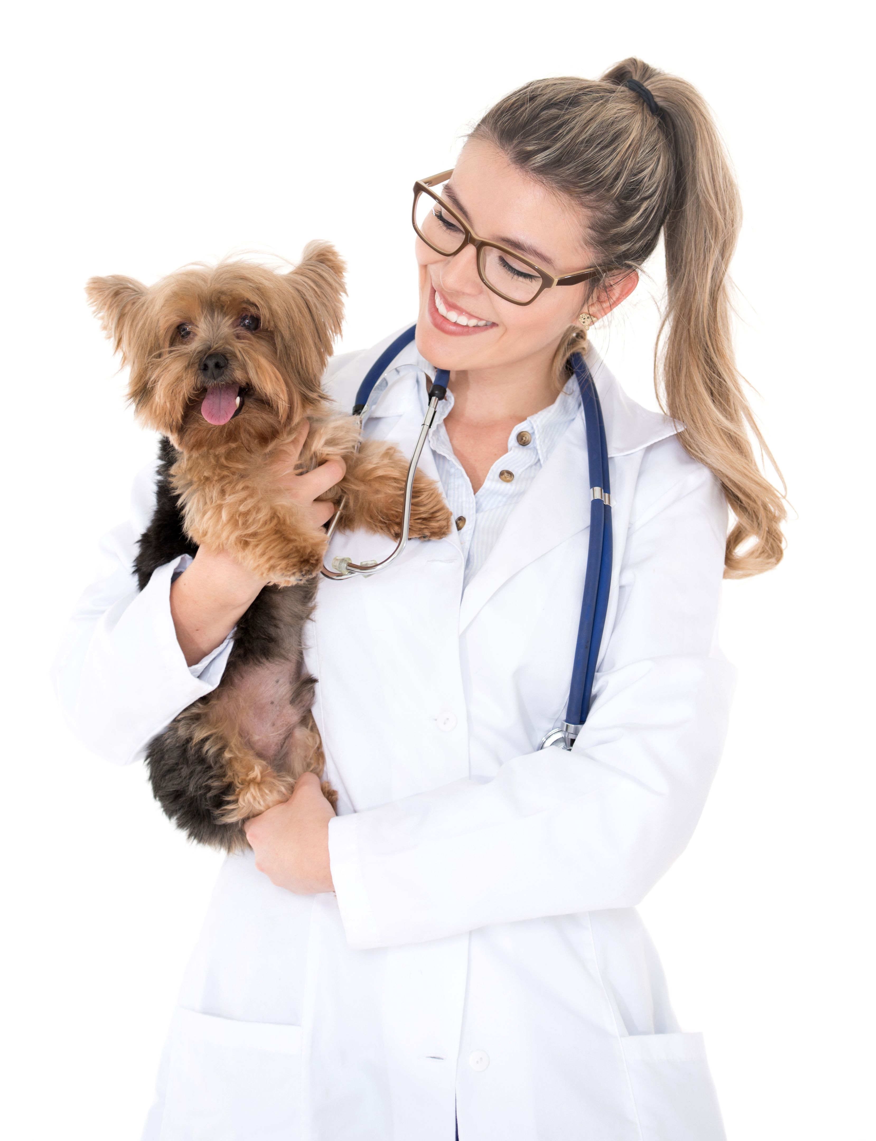 small dog vet