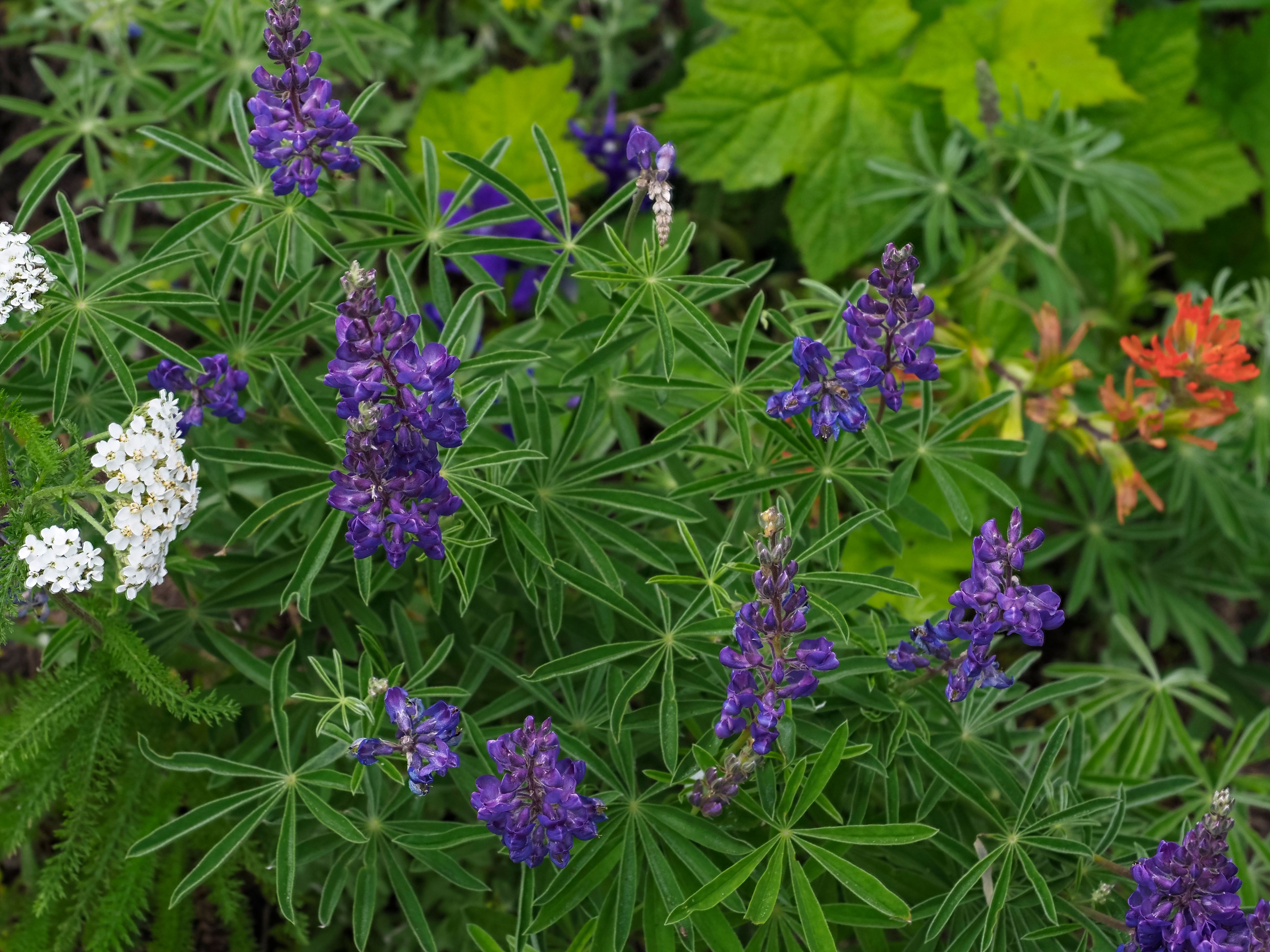 oregon native plants